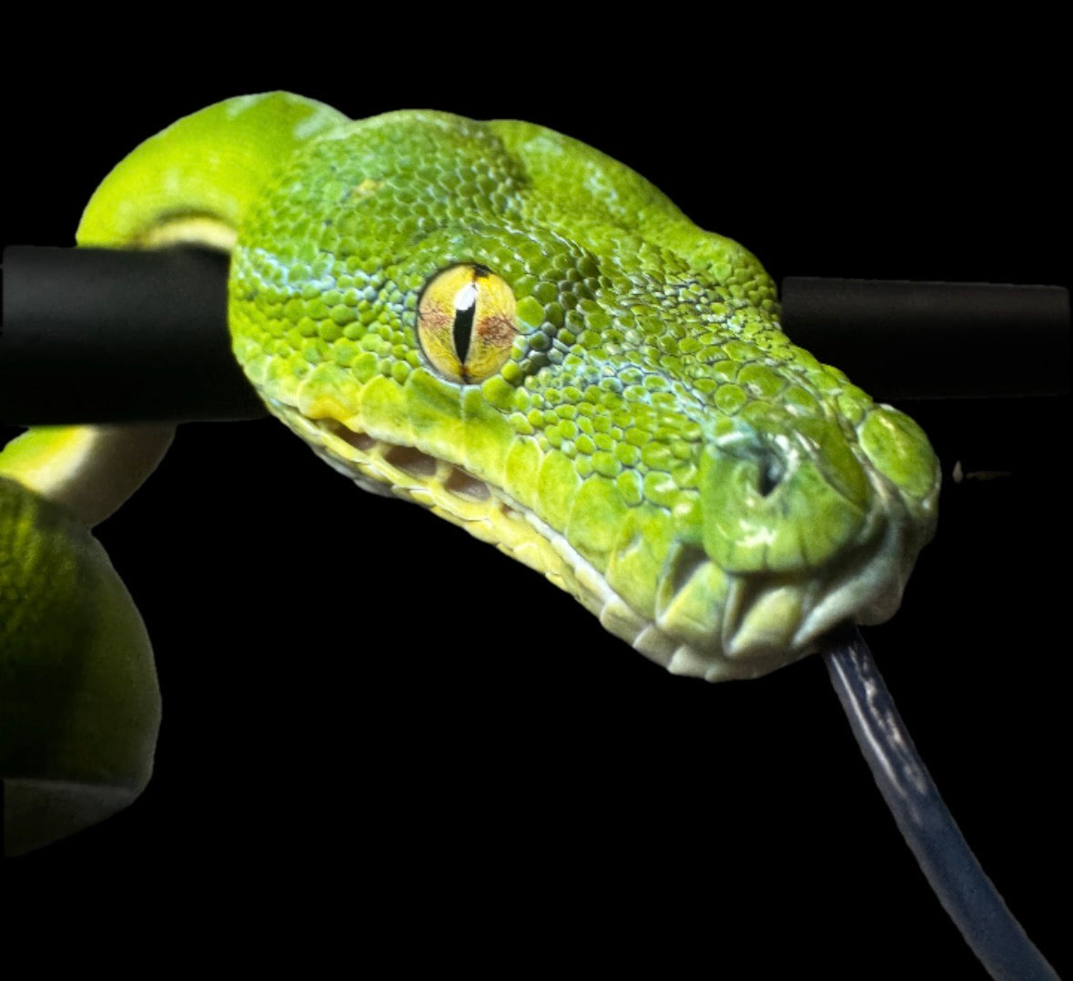 Female Mankokwari Green Tree Python