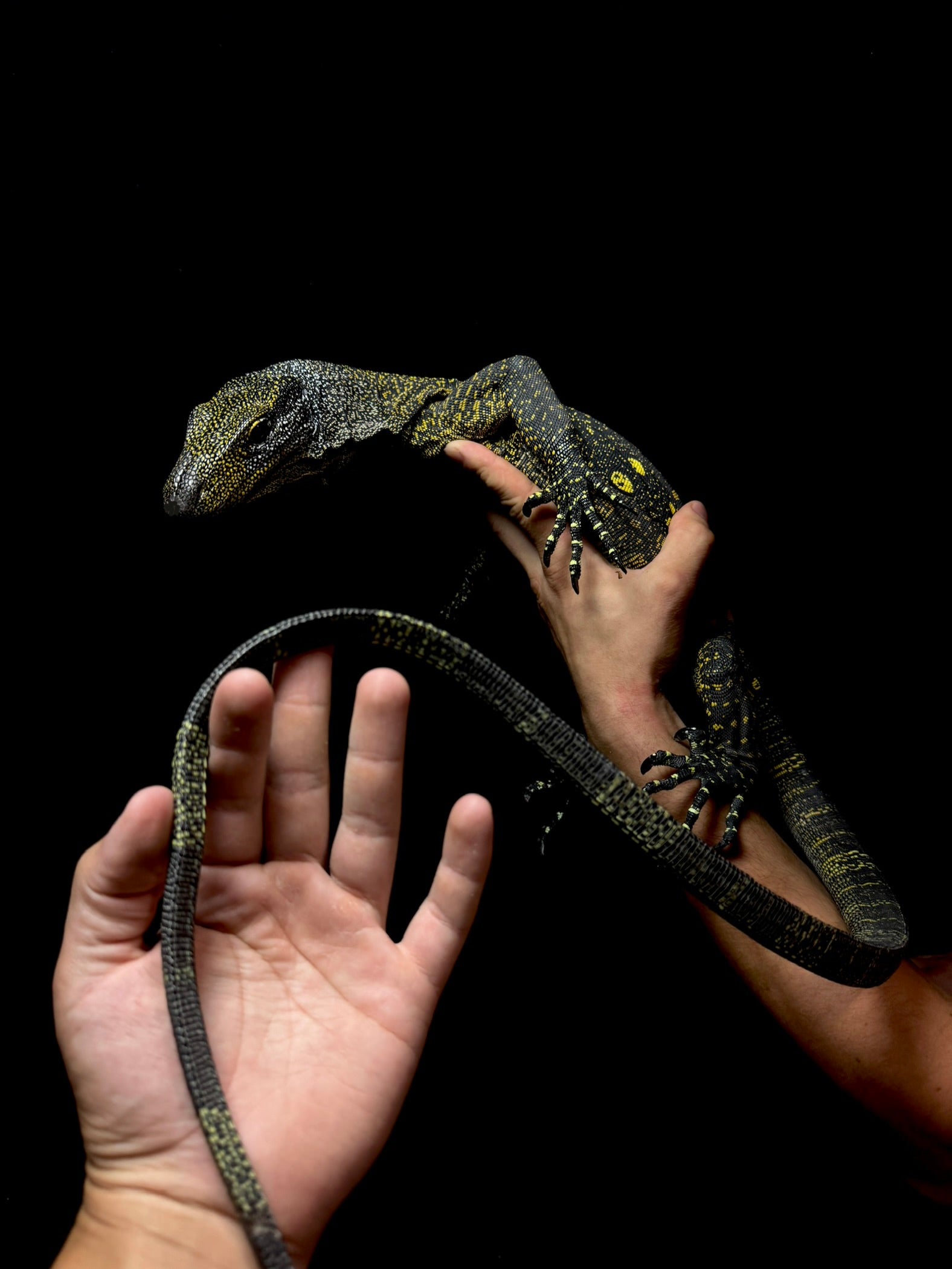 Stunning Young Crocodile Monitor
