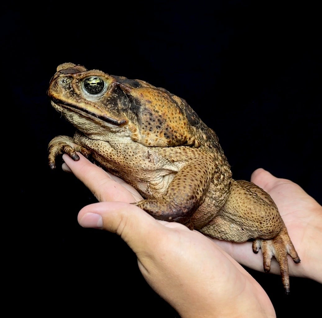 XXL Giant Marine Toads