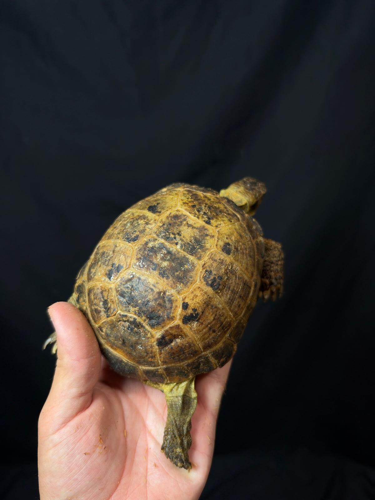 #8 Russian Tortoise Male