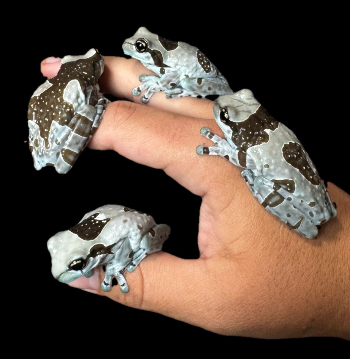 USA CB Young Adult Milk Frogs