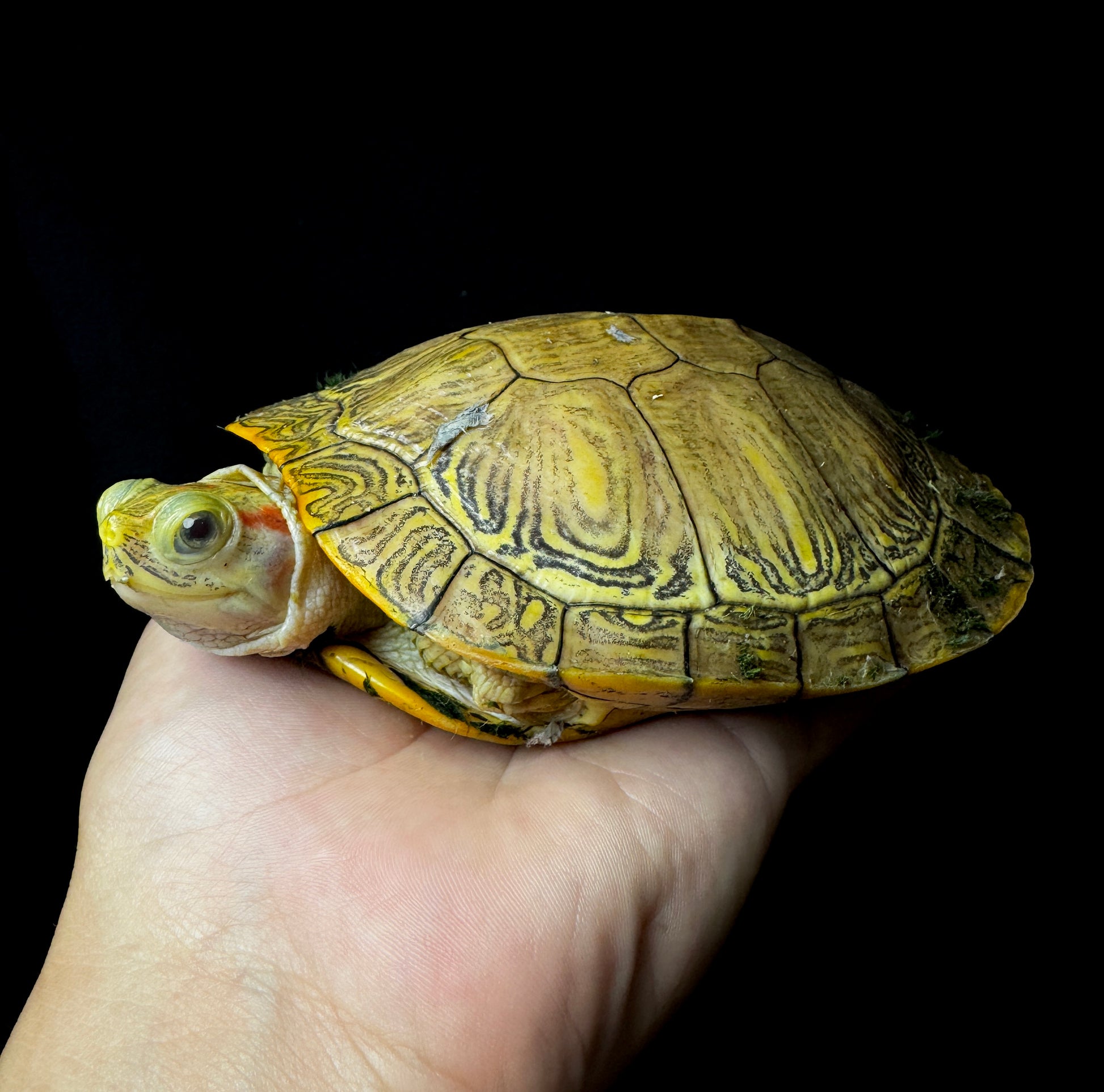 Hybino Red Eared Slider 4-5”