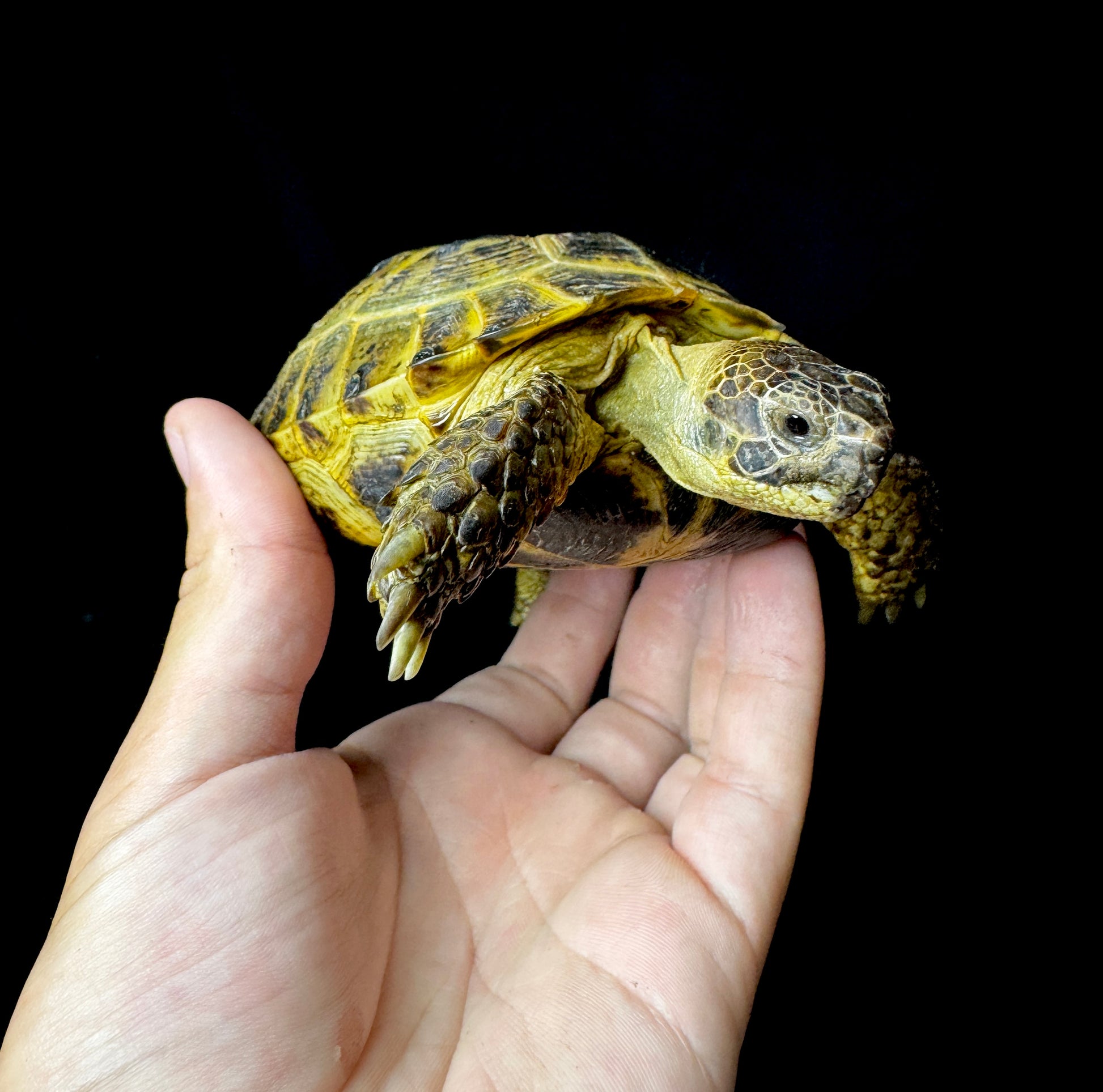 Exact Russian Tortoise Female #1