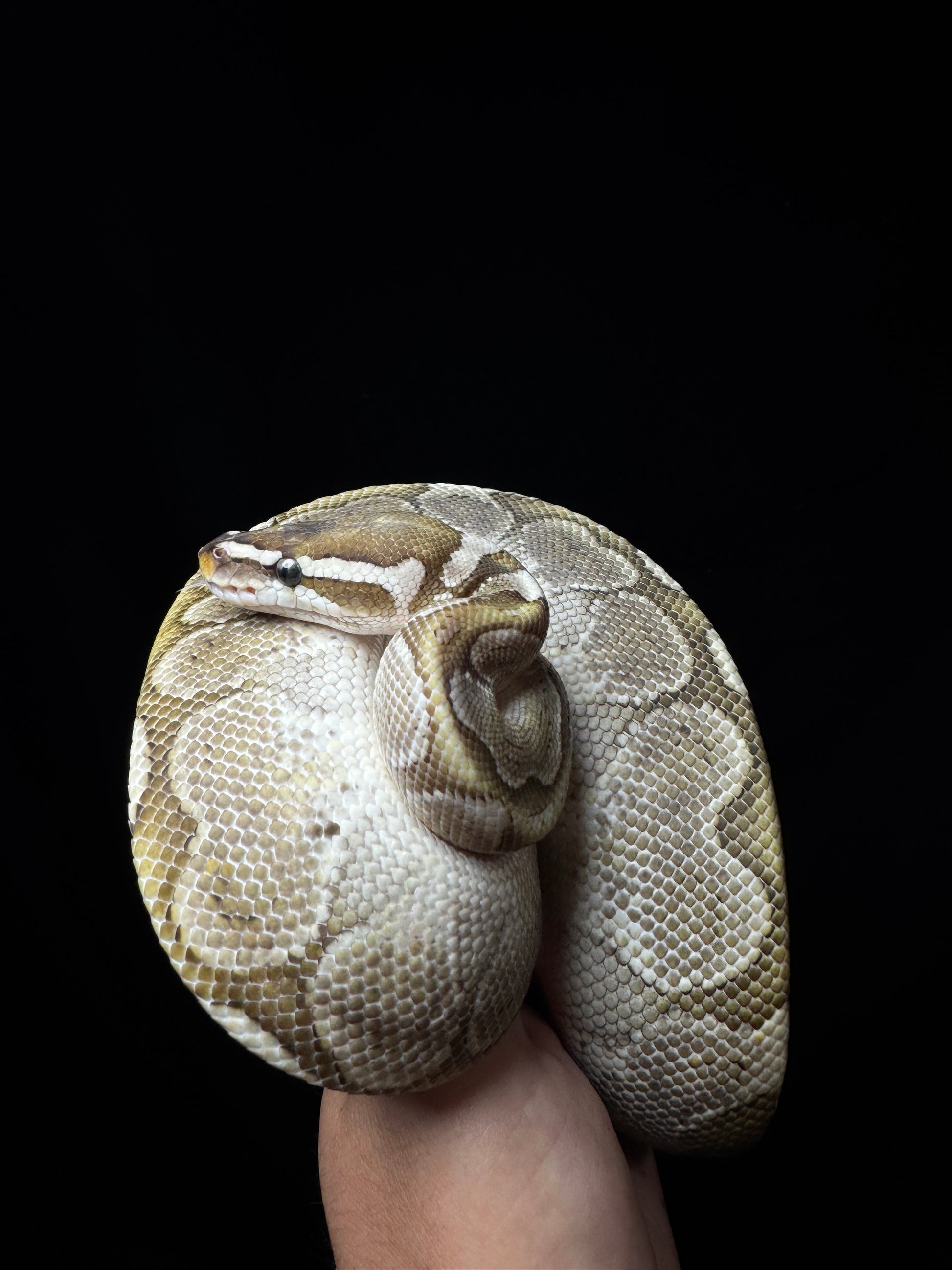 Female Ghi Pastel Bamboo Het Clown