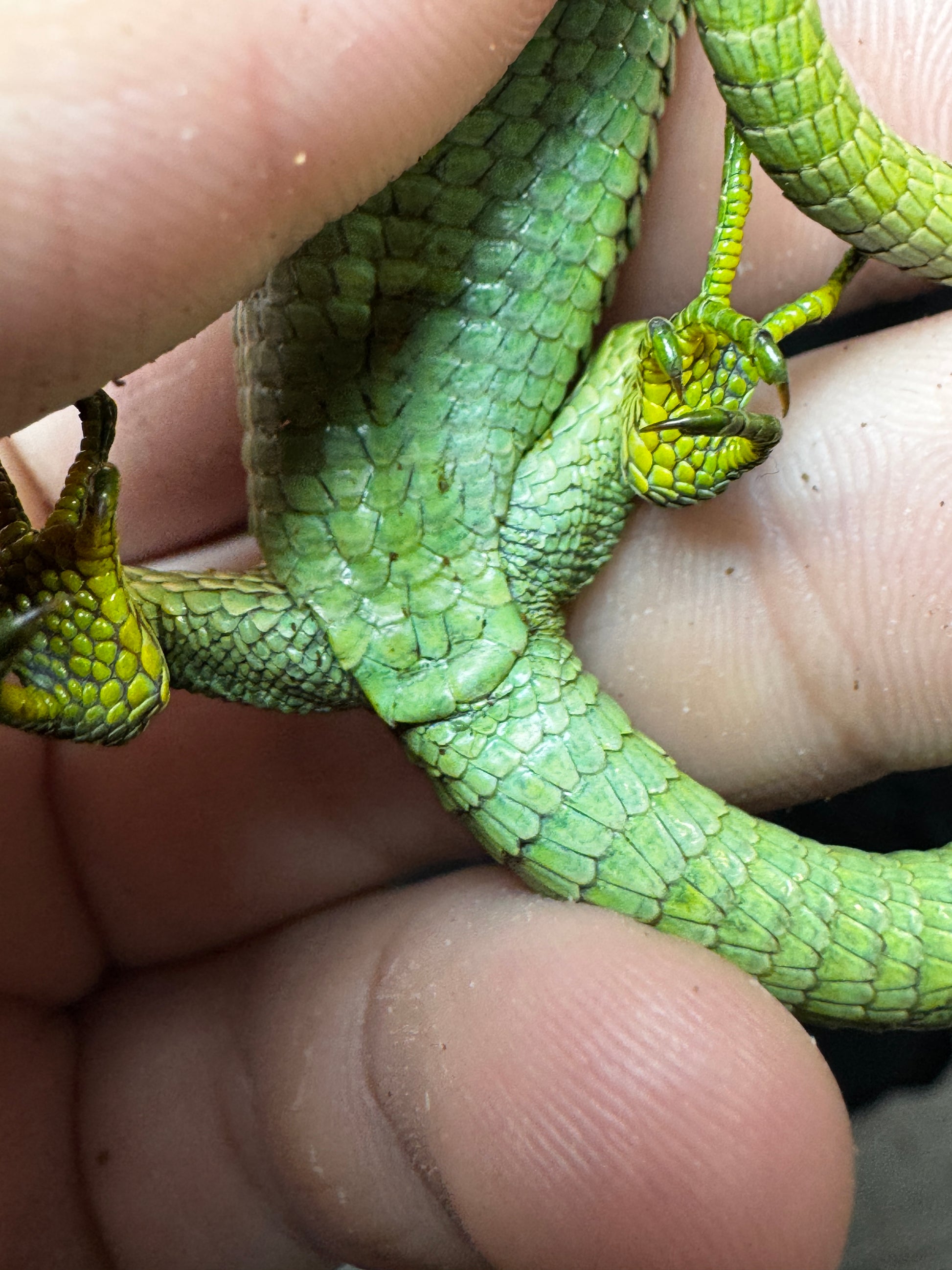 Female? Mexican Alligator Lizard (Abronia Graminea)