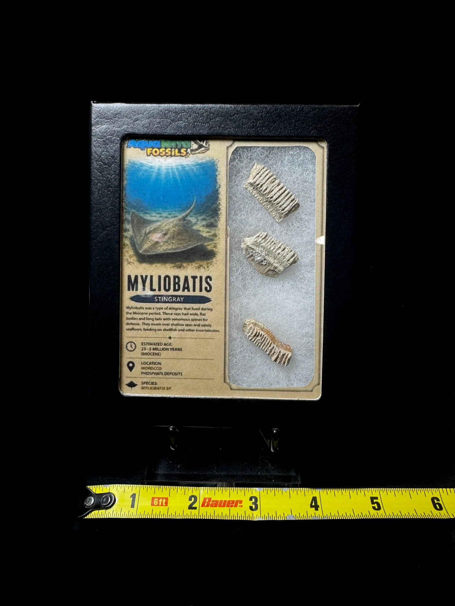 Extinct Stringray Crusher Plate (Myliobatis)