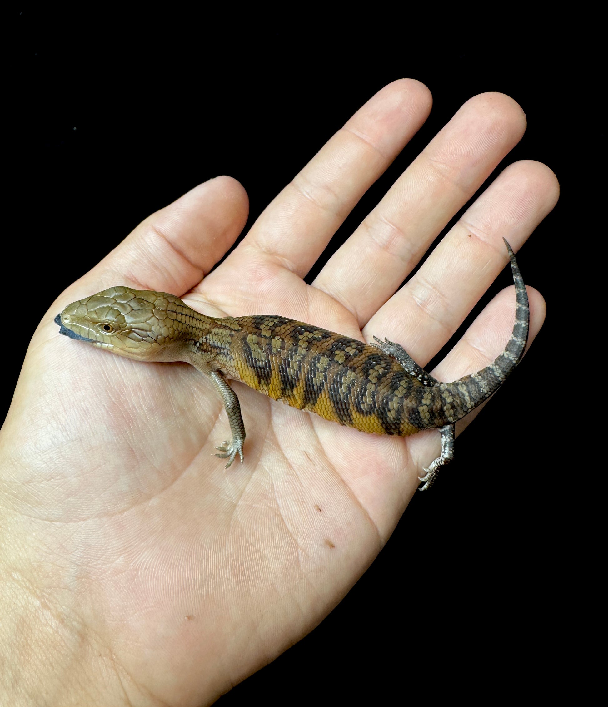 #7 USACB Northern Blue Tongue Skink