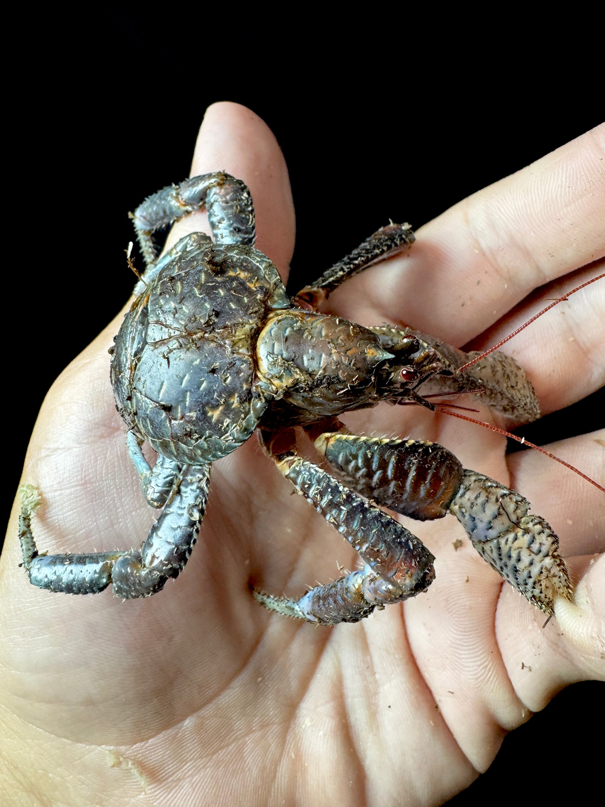 Coconut Crab!