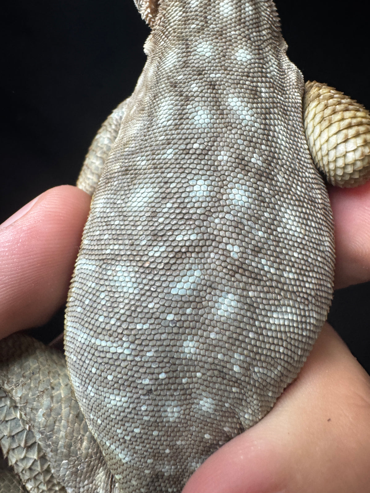 Blue Madagascar Iguana