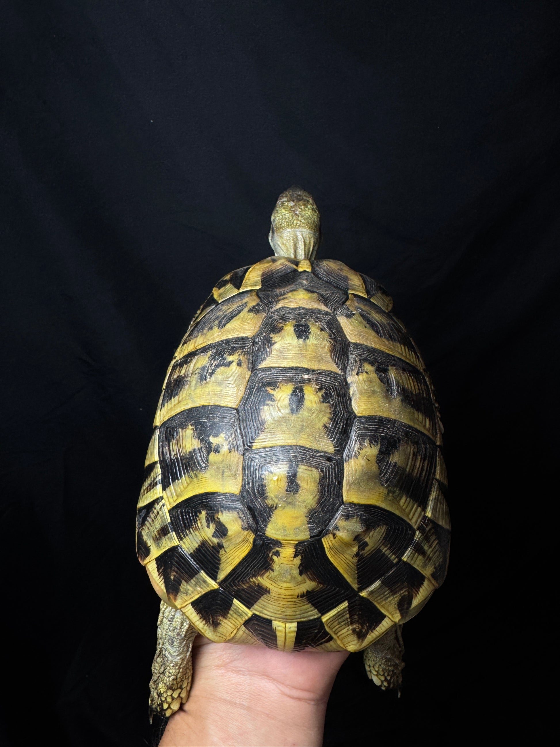 CB Breeder Female Herman’s Tortoise #1