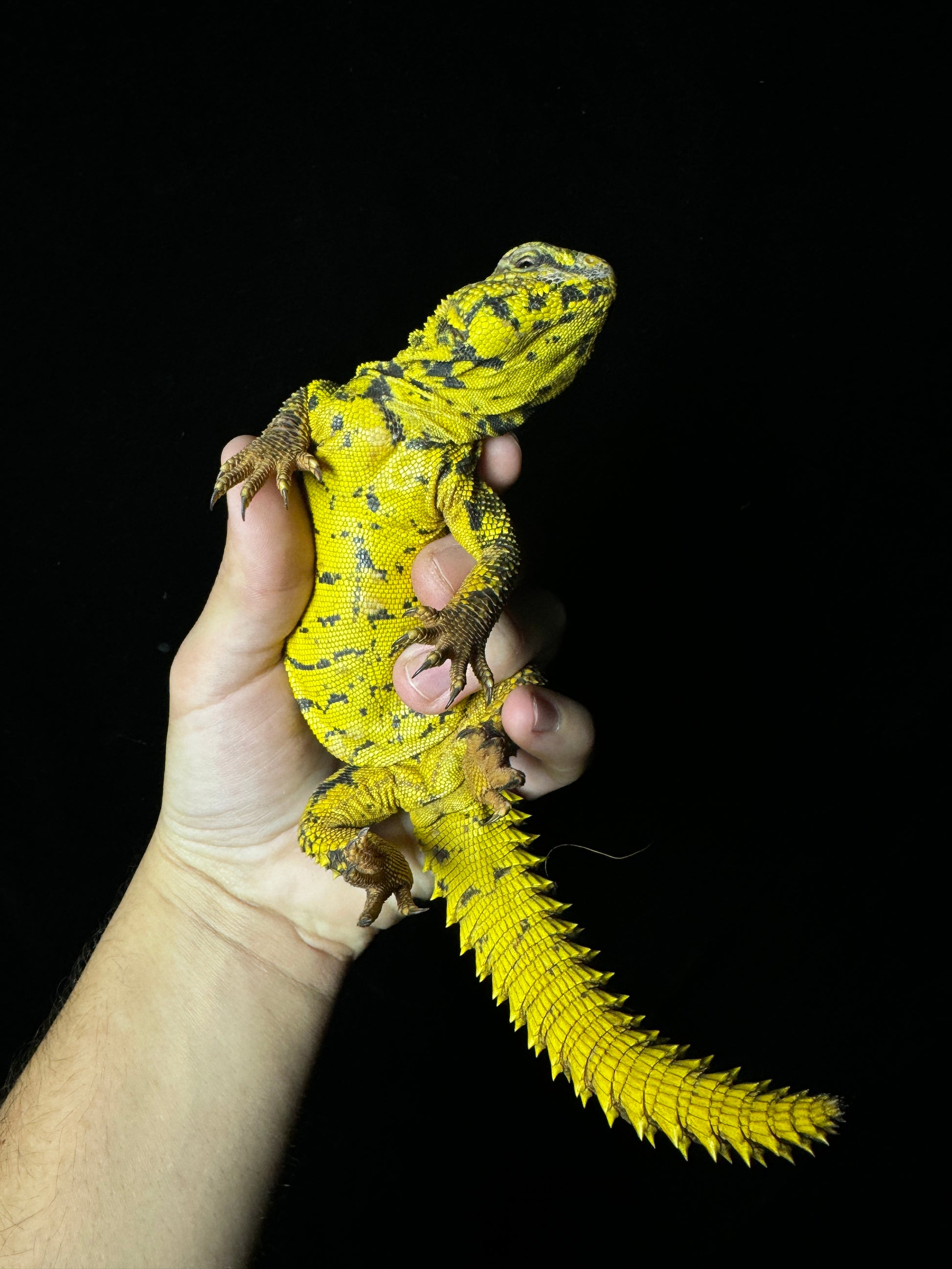 Adult Yellow Uromastyx
