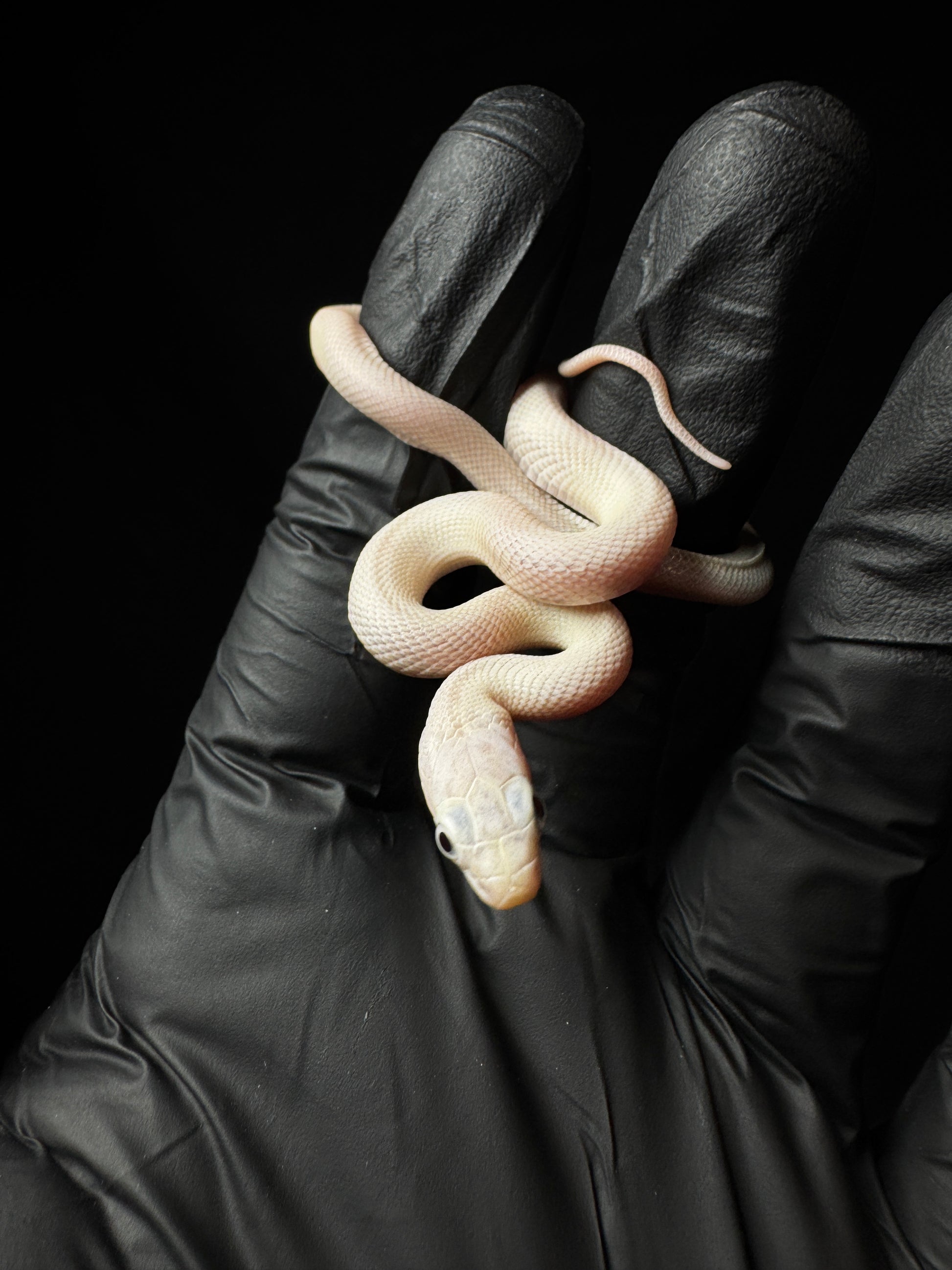 Leucitic Everglades Rat Snake!