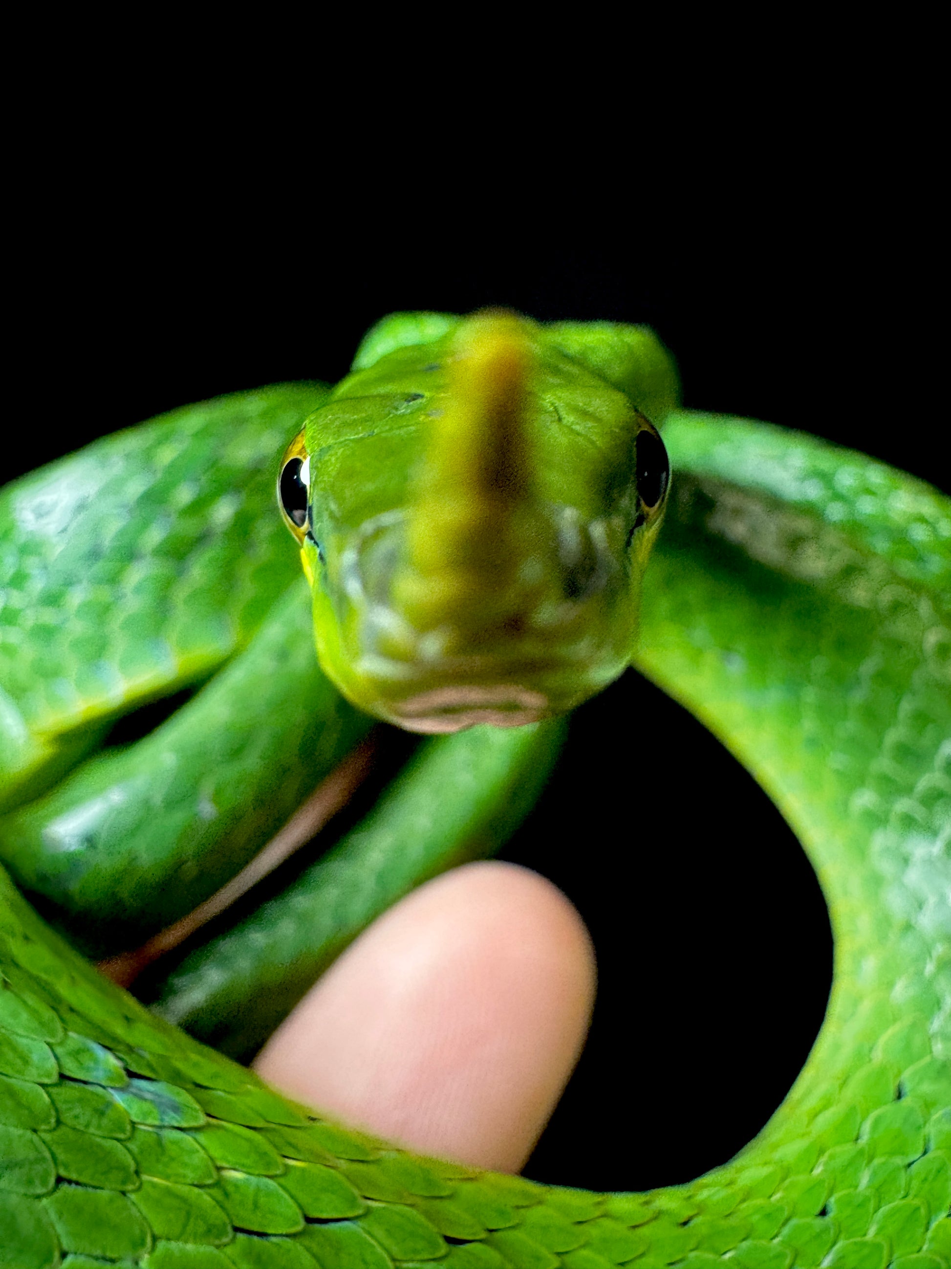 Rhino Rat Snake #2 Male