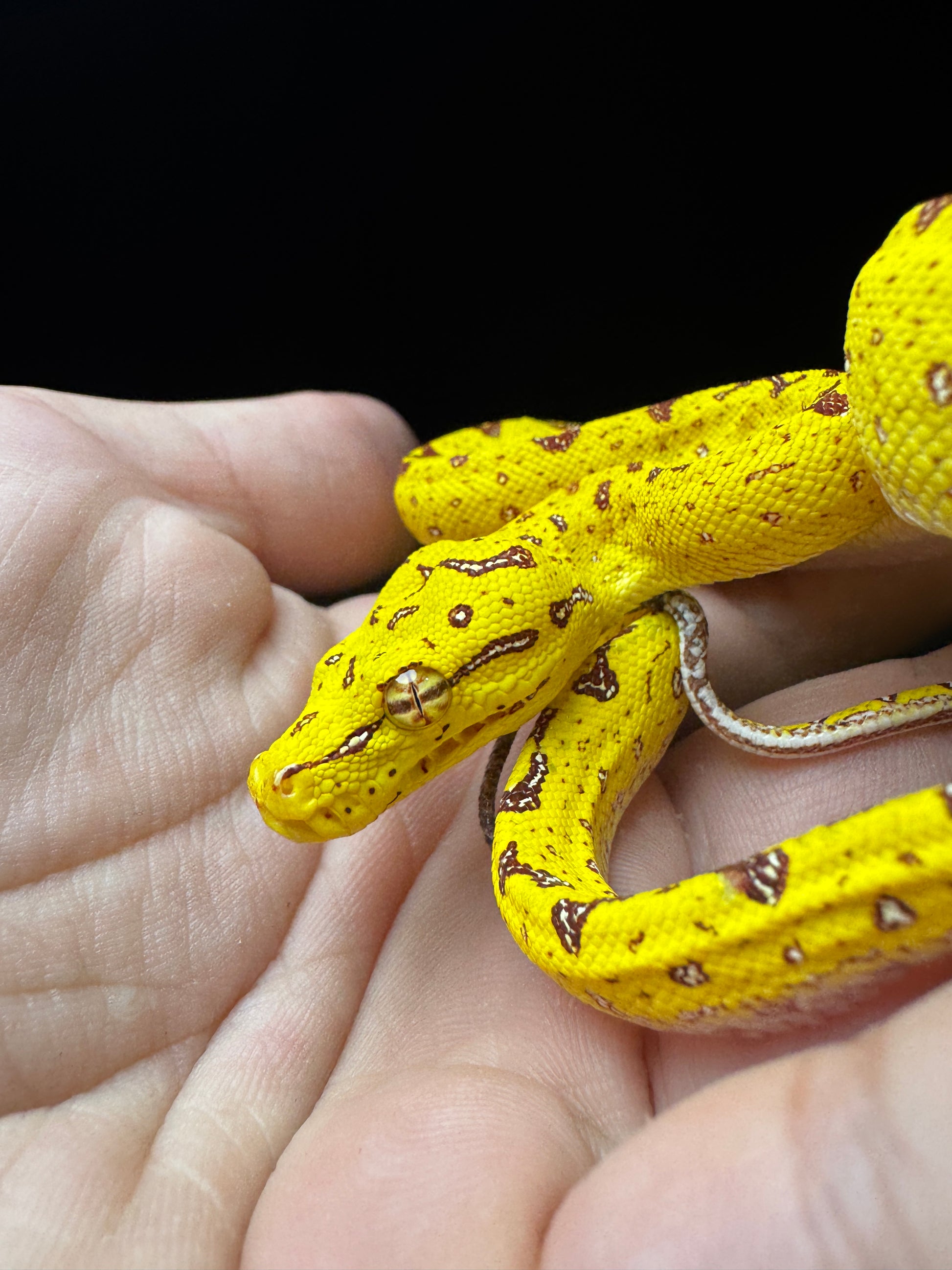 #1 CB Green Tree Python