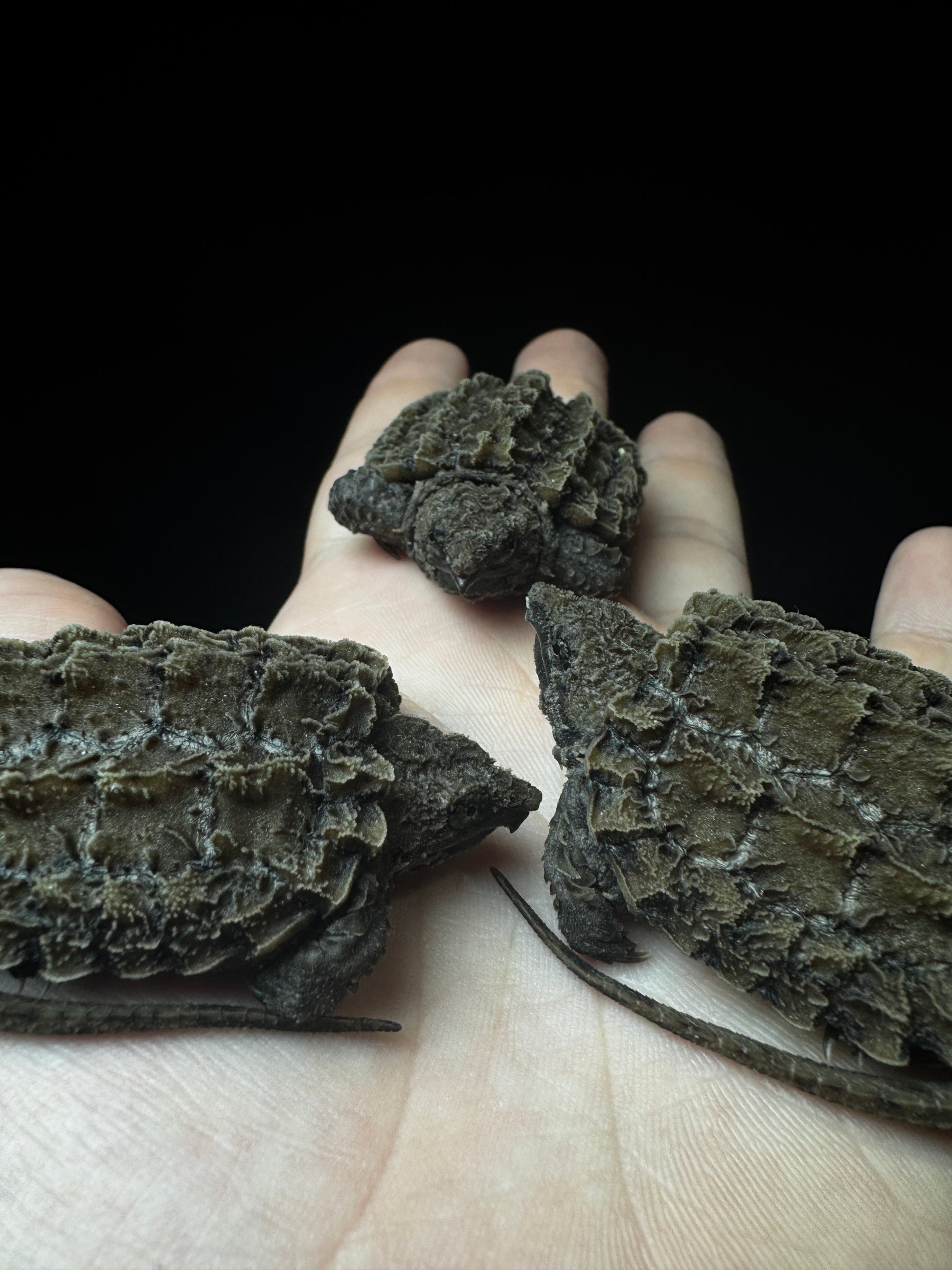 USACB Baby Alligator Snapping Turtle