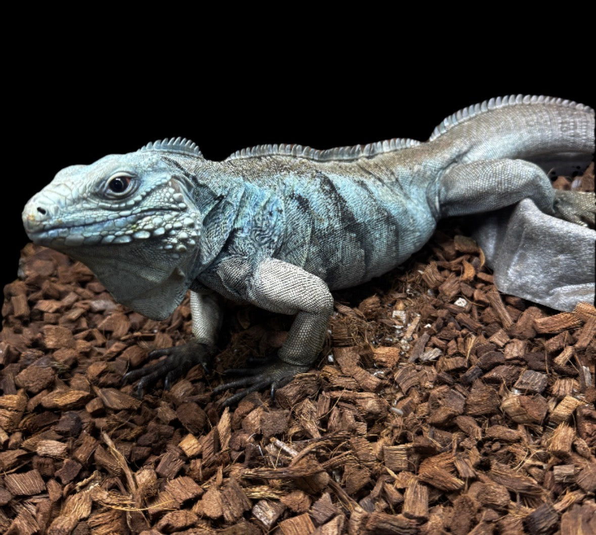 Super Blue Lewisi Iguana!