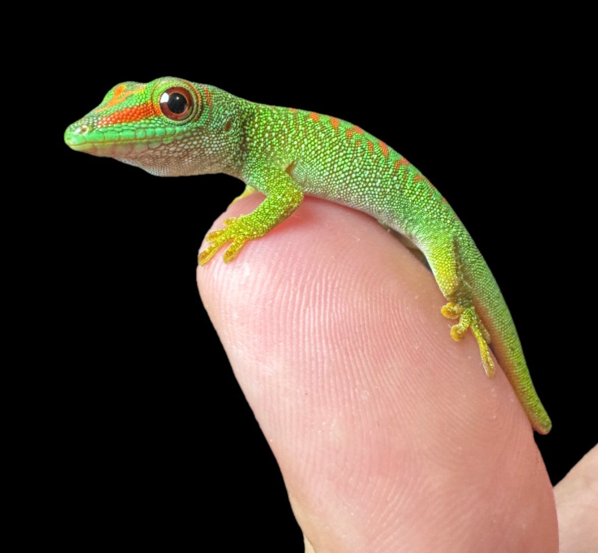High Red Day Gecko