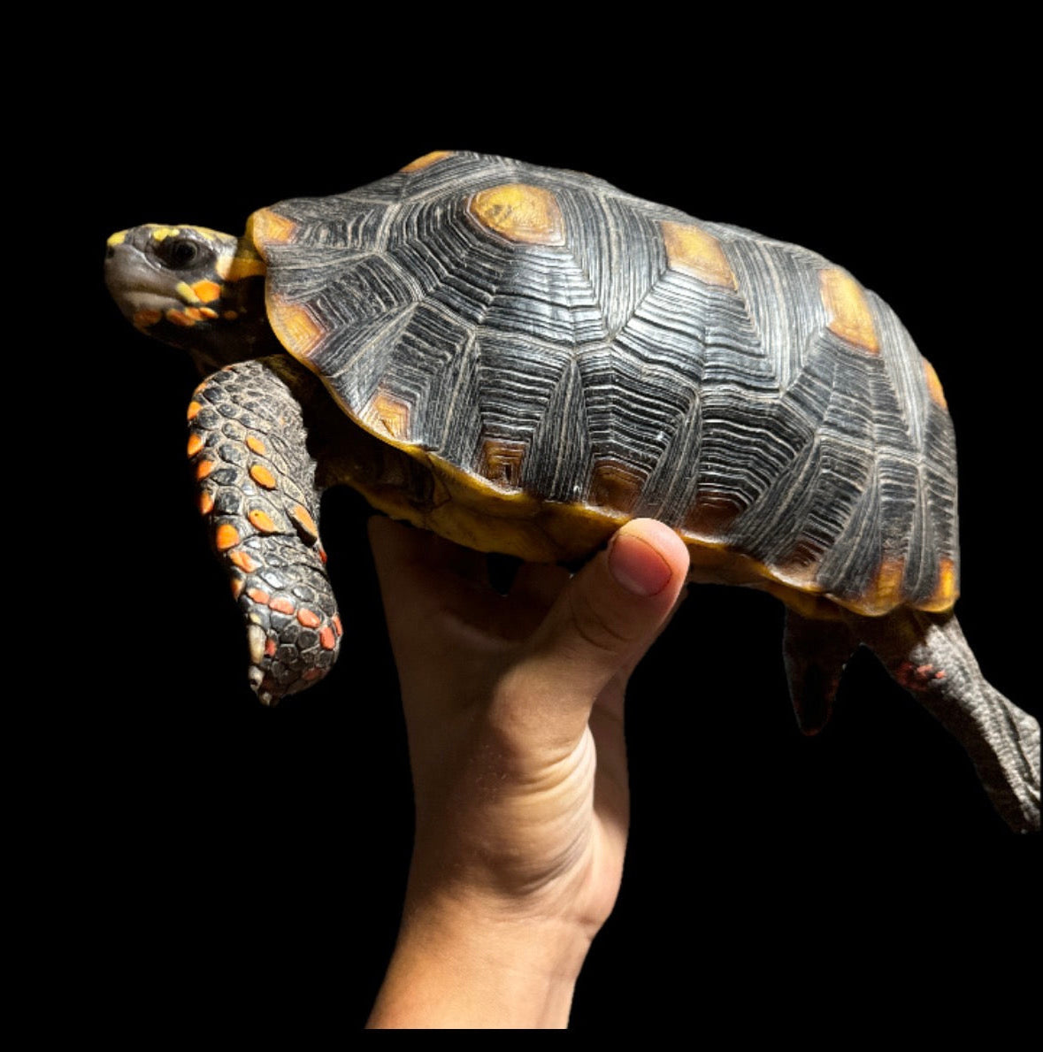 Adult Redfoot tortoise male!