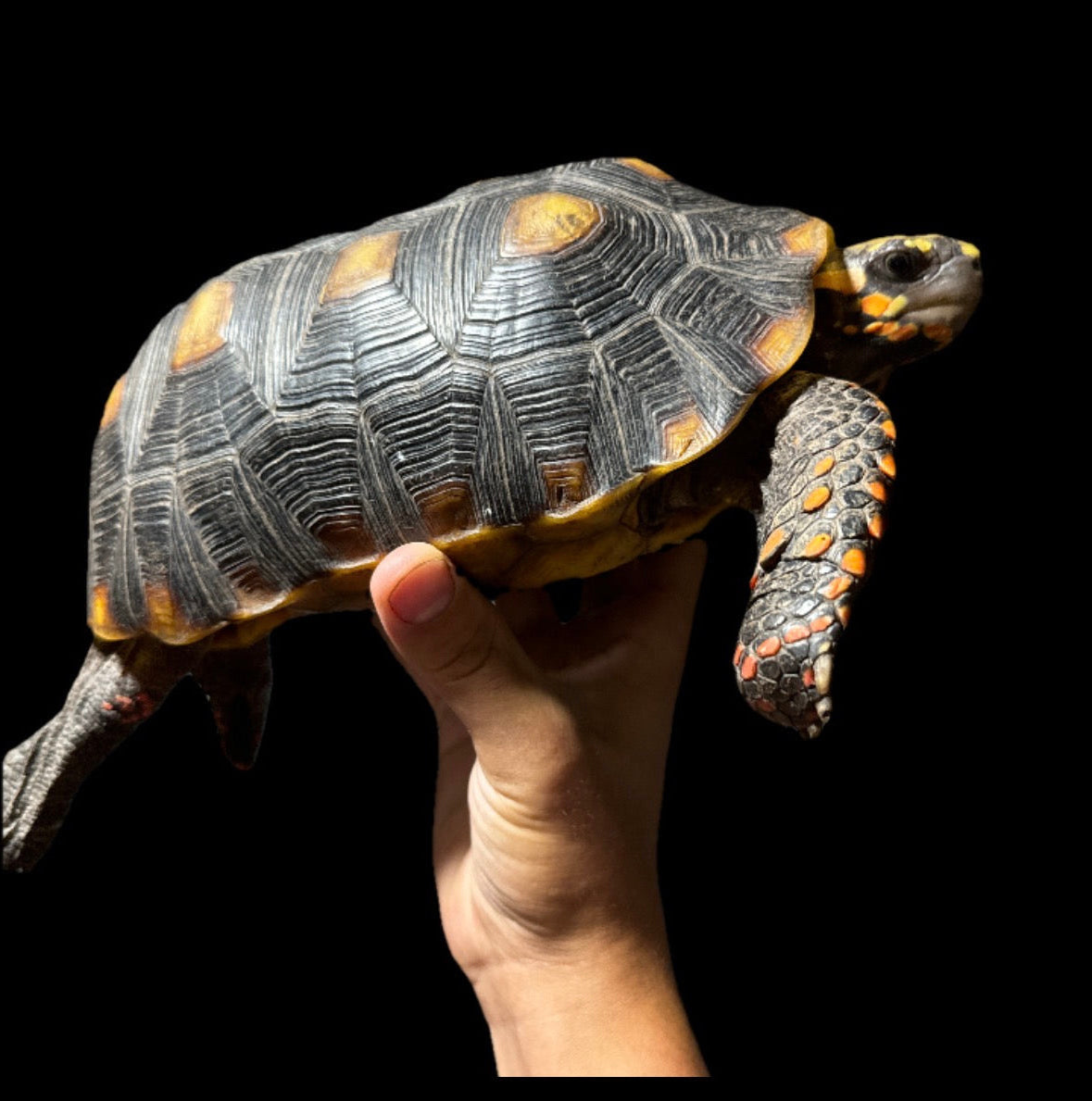 Adult Redfoot Tortoise Female