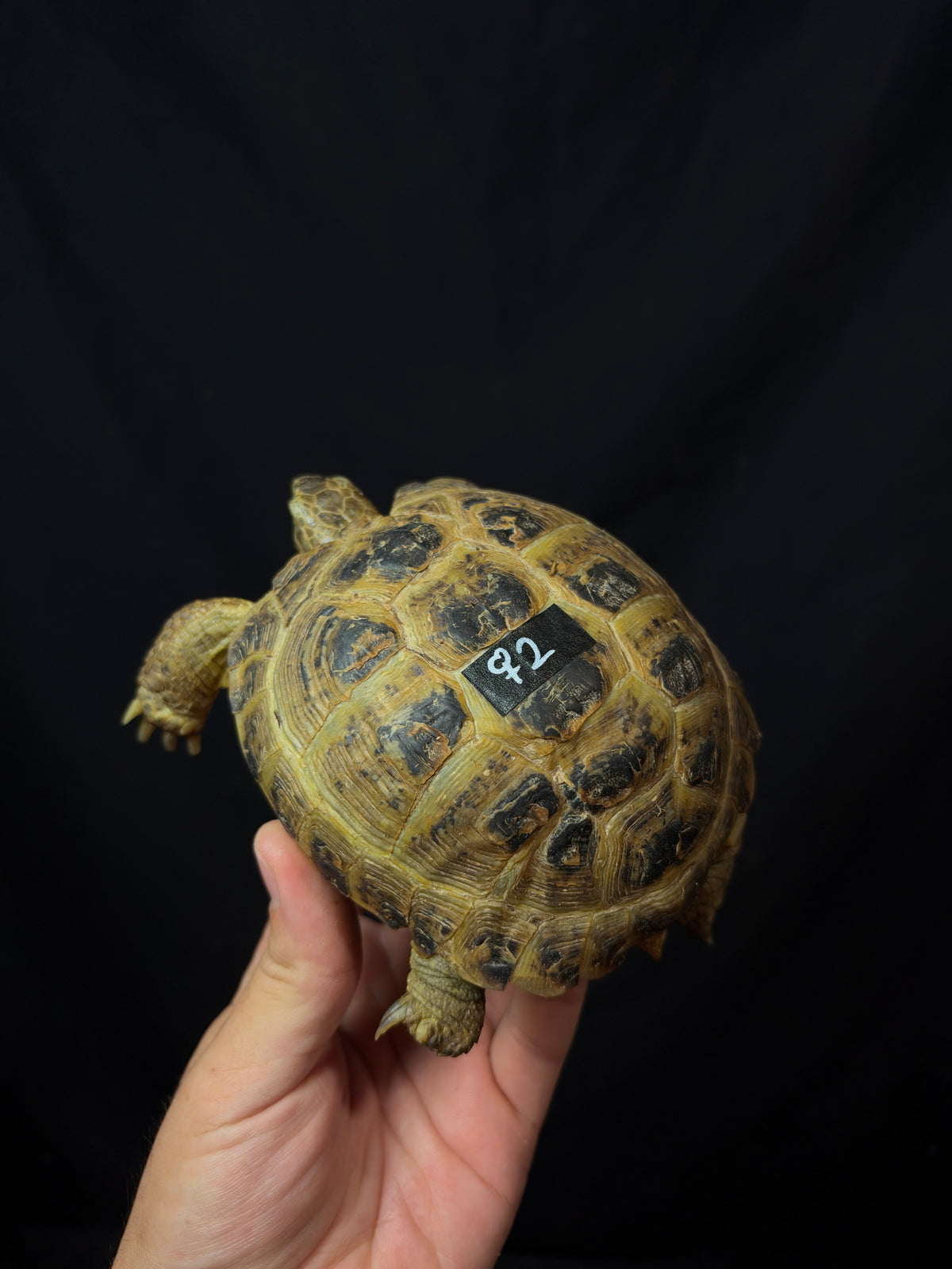 #2 Female Russian Tortoise
