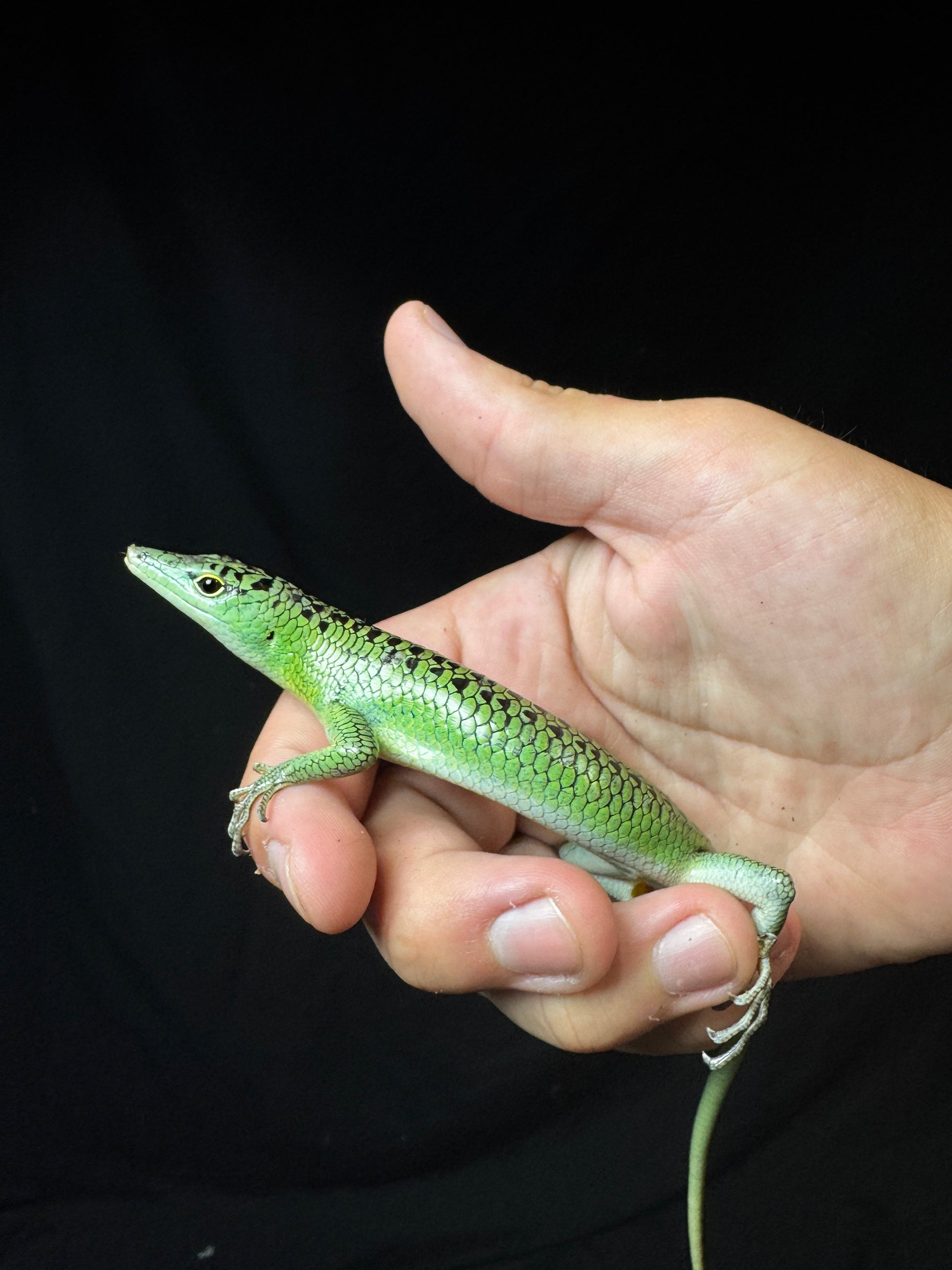 #4 Male Emerald Tree Skink
