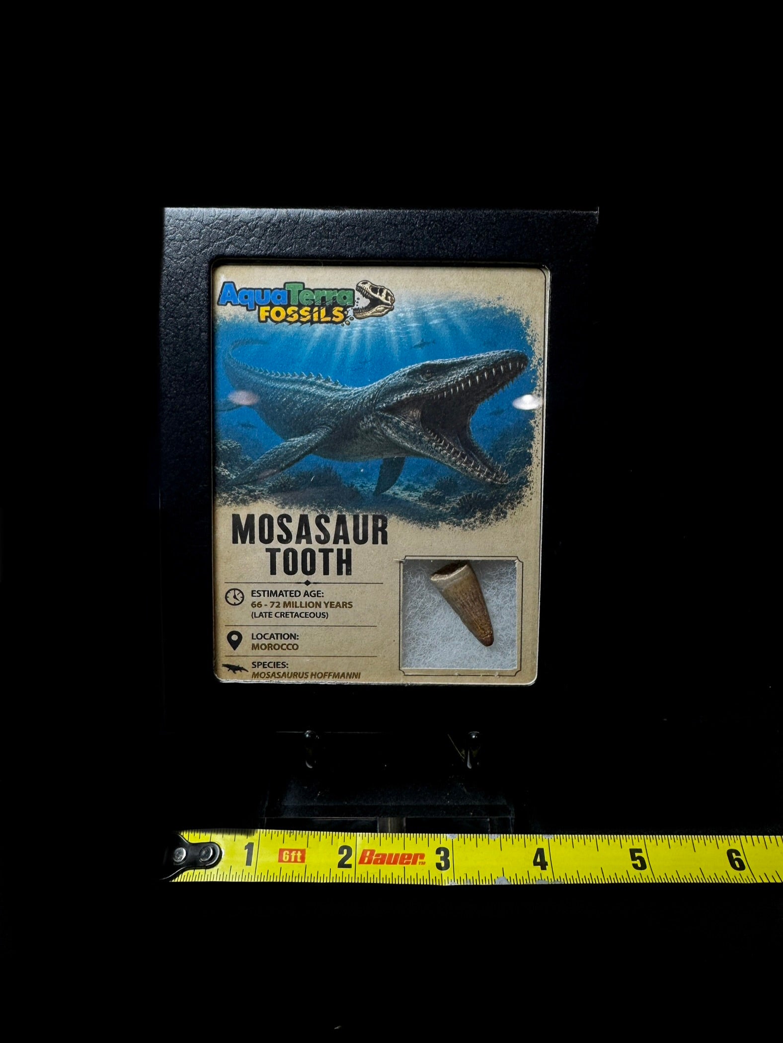 Mosasaur Tooth & Case