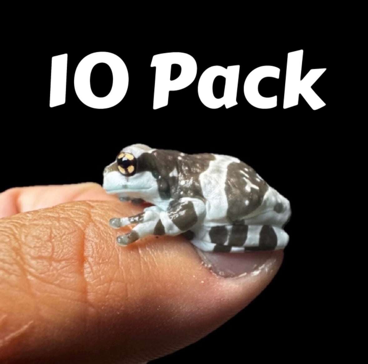 10x USA CB Baby Milk Frogs!