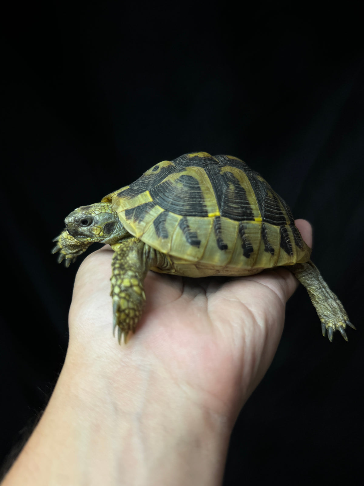 #1 USACB Female Hermann’s Tortoise