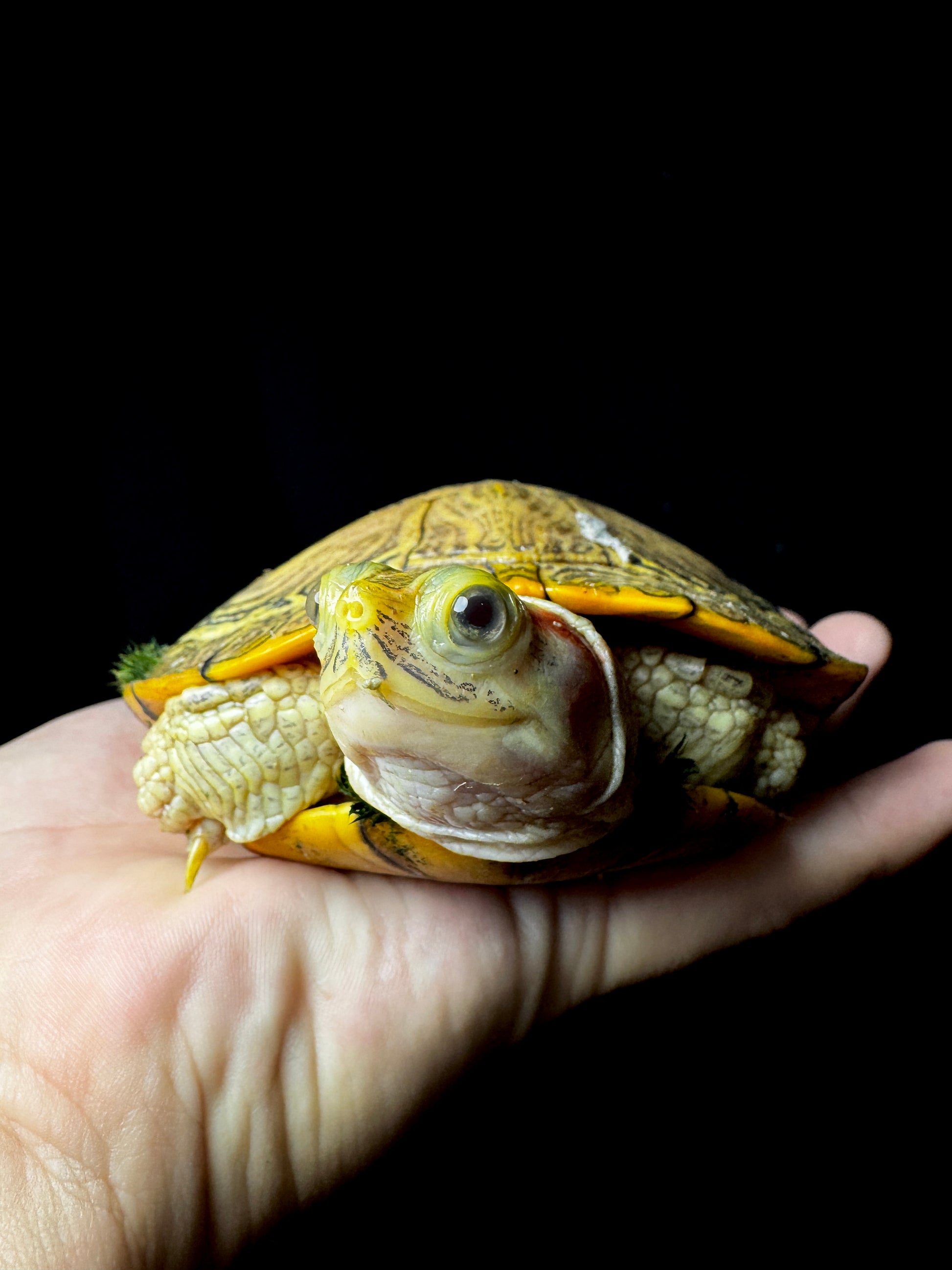 Hybino Red Eared Slider 4-5”