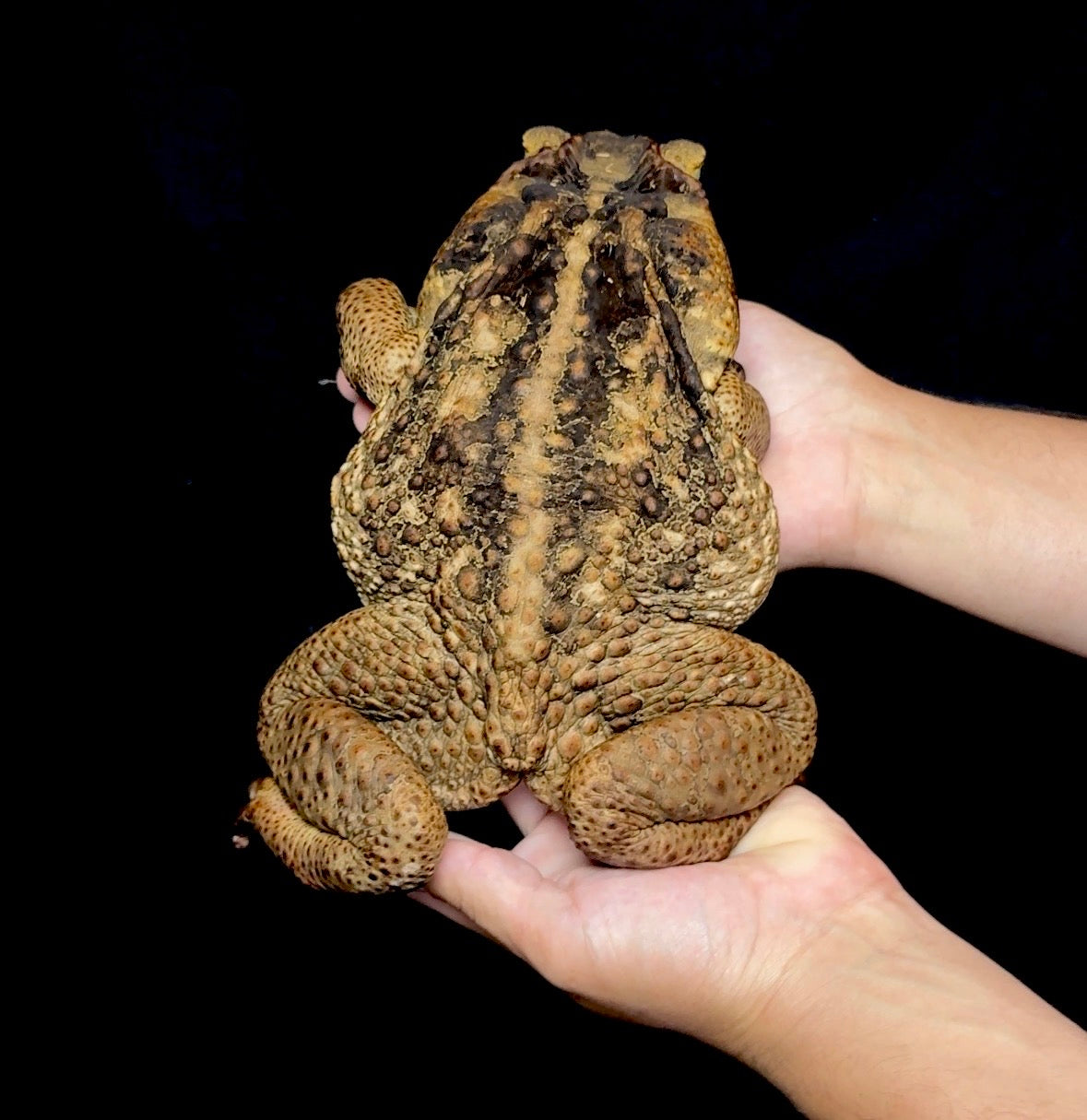 XXL Giant Marine Toads