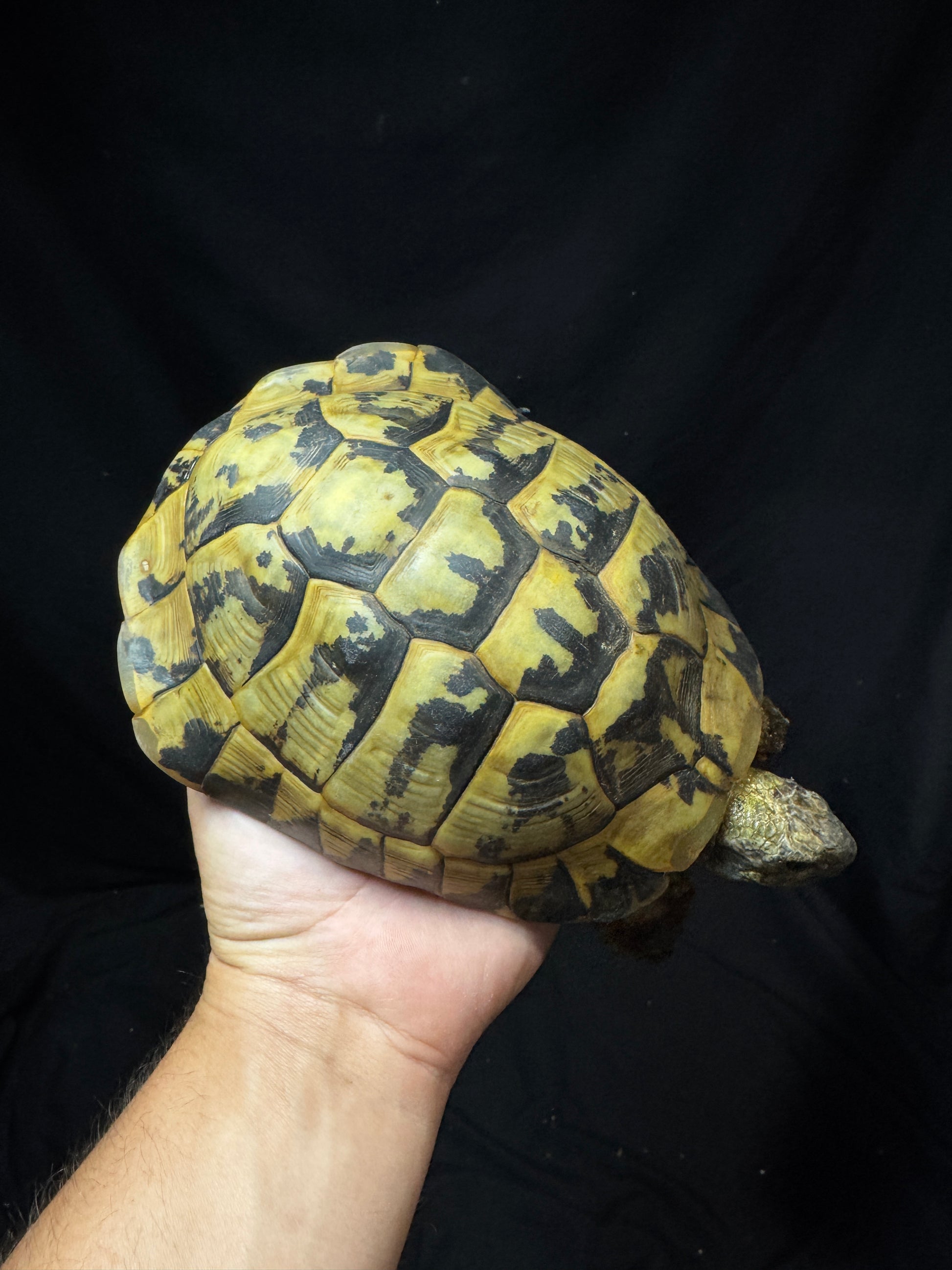 #50 Adult Hermann’s Tortoise