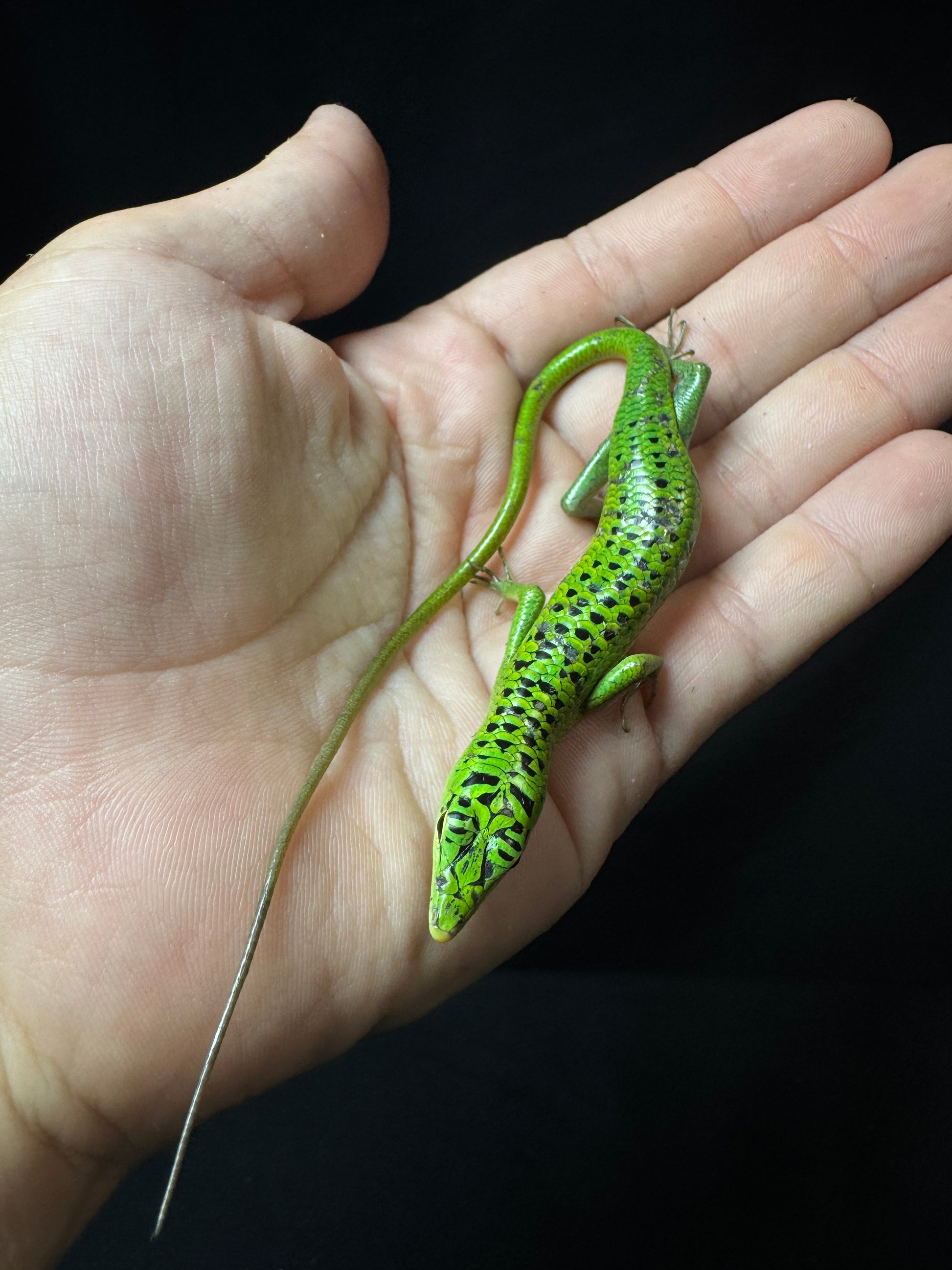 #9 Female Baby Black Spotted Emerald Tree Skink