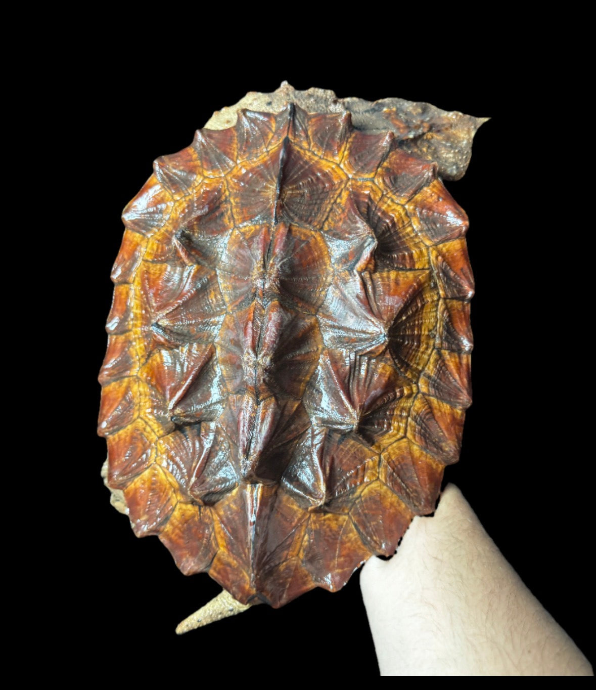 Giant 10” Mata Mata!