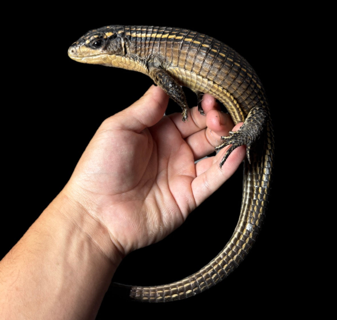 Sudan Plated Lizard!