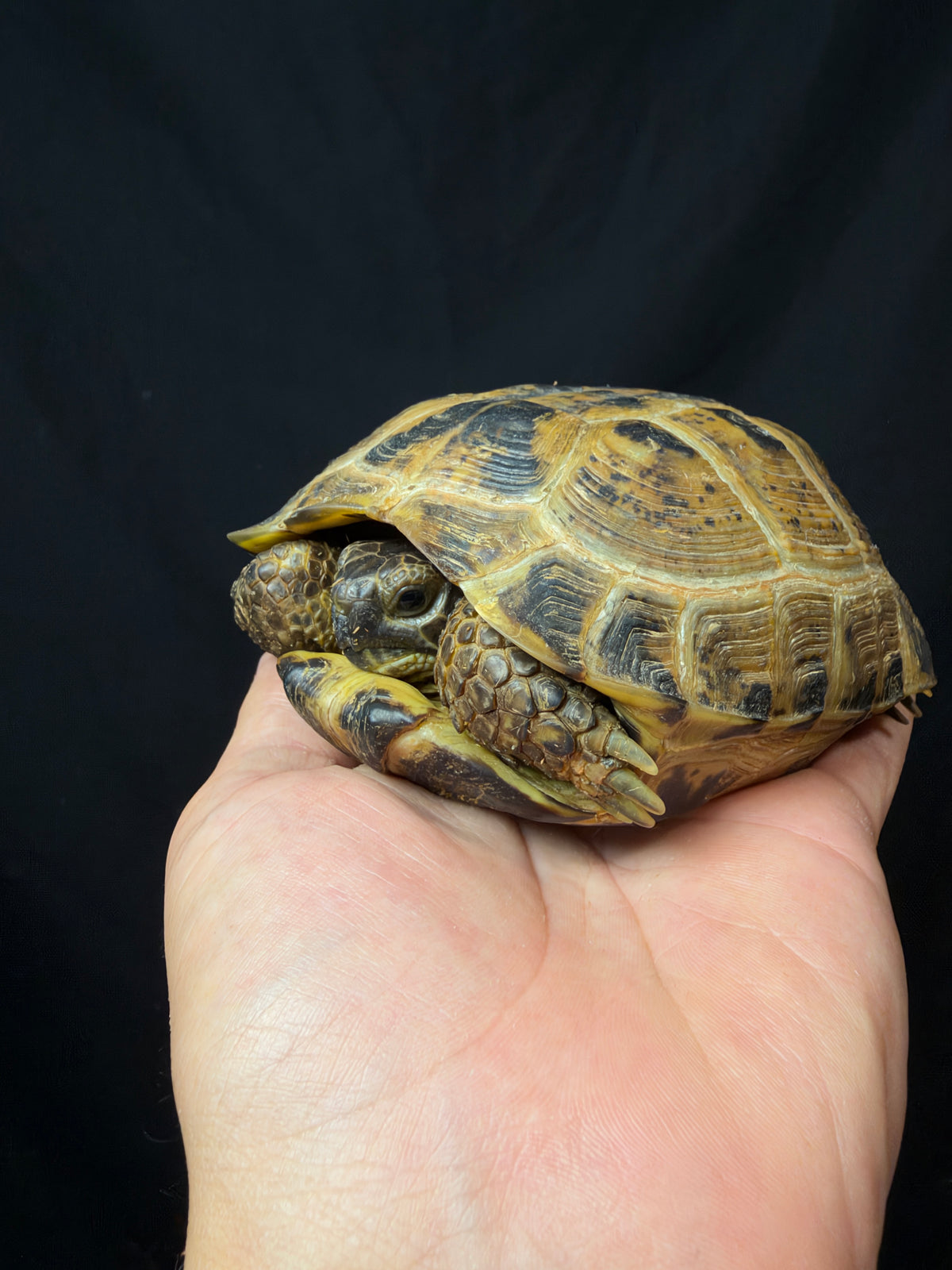 #1 Female Russian Tortoise