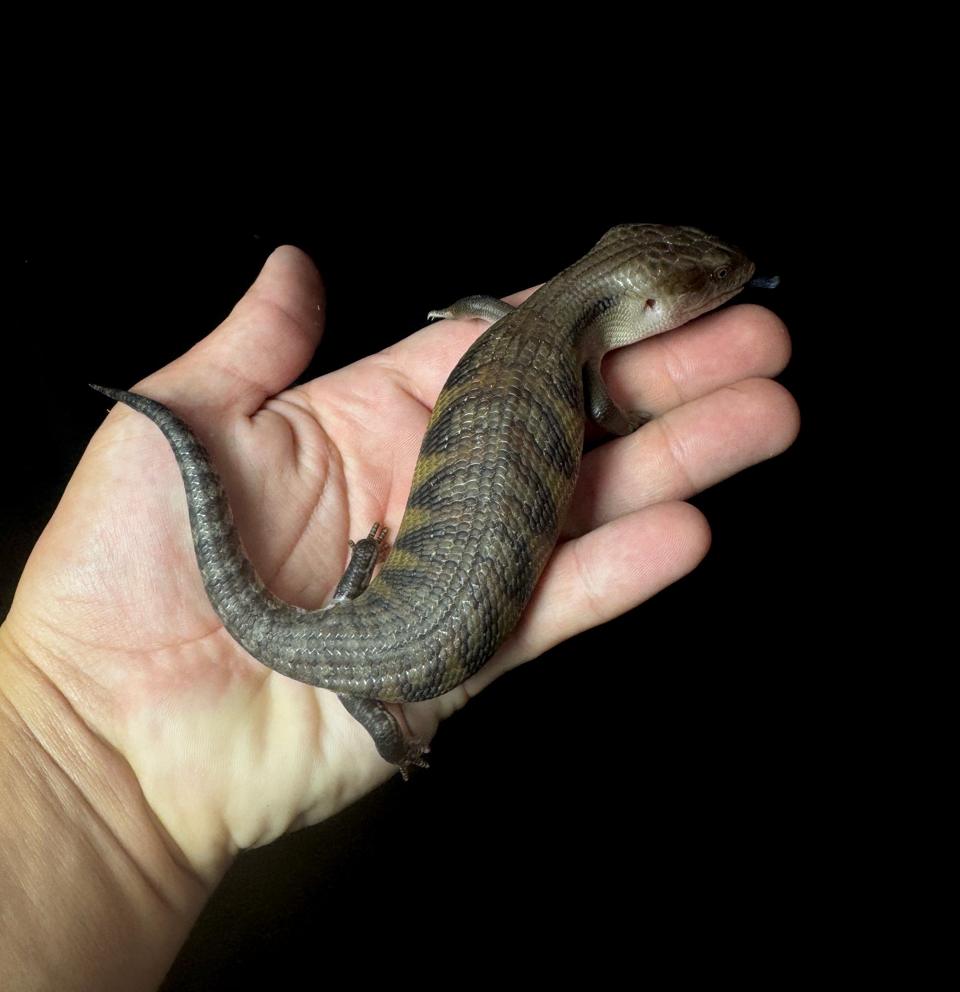 Medium Northern Blue Tongue Skink