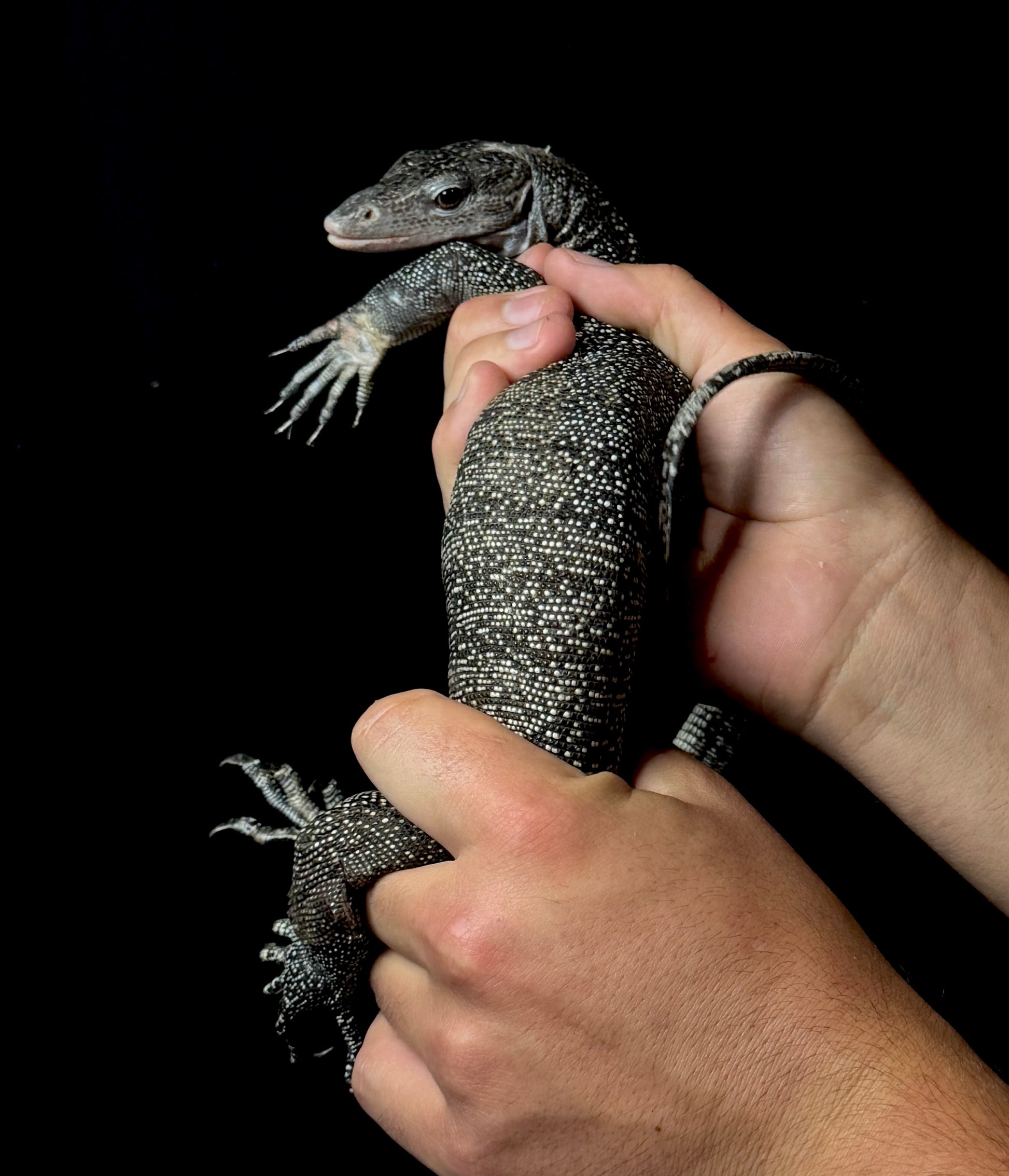 Silver Mangrove Monitor