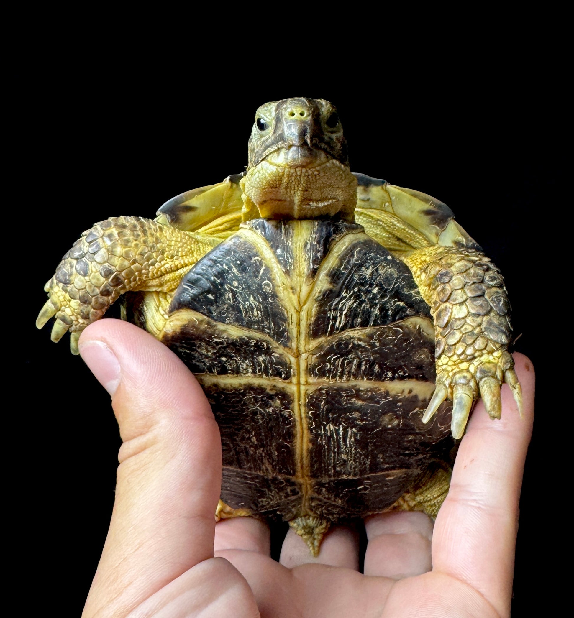 Exact Russian Tortoise Female #4