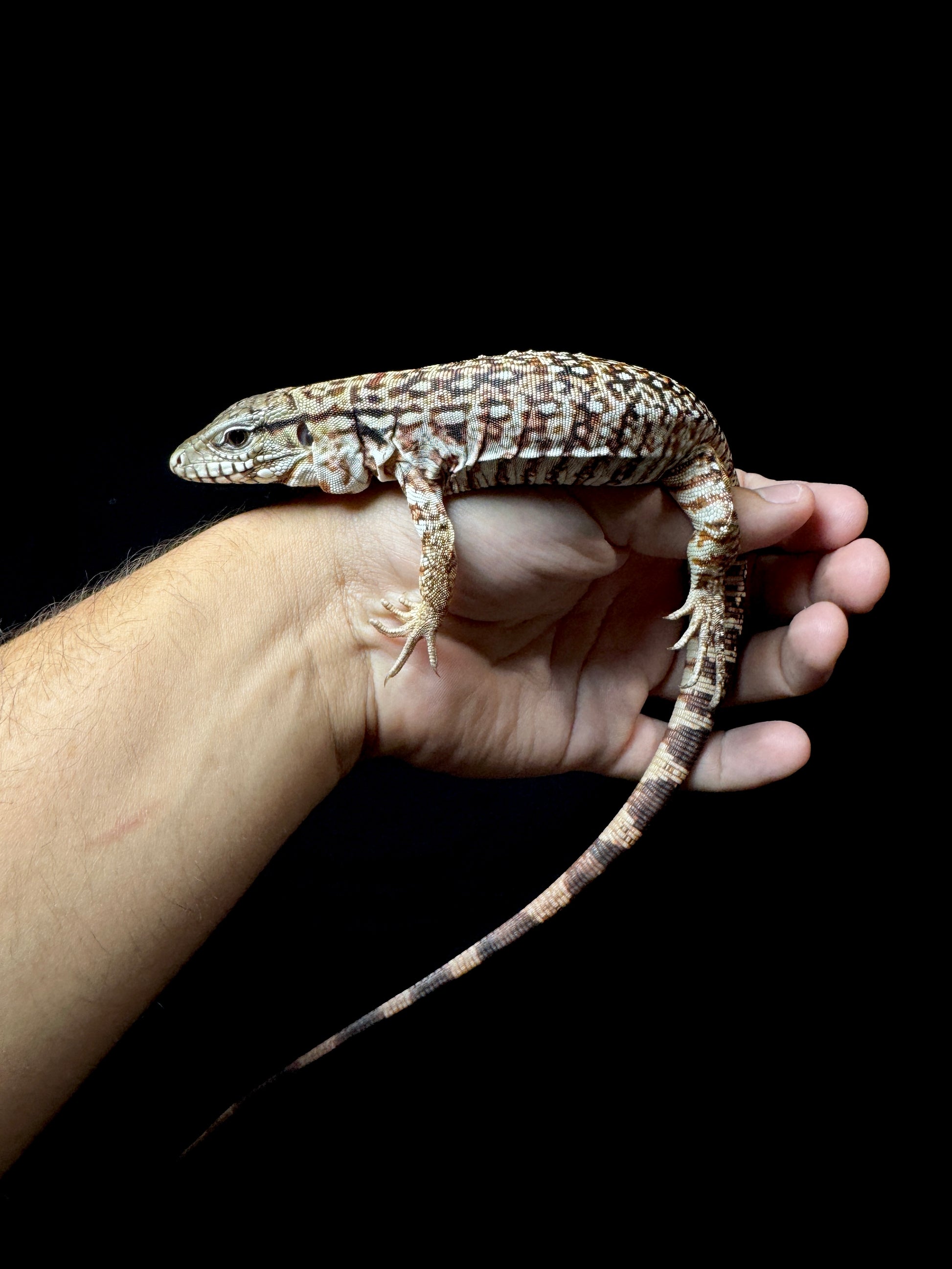 USACB Red Tegu
