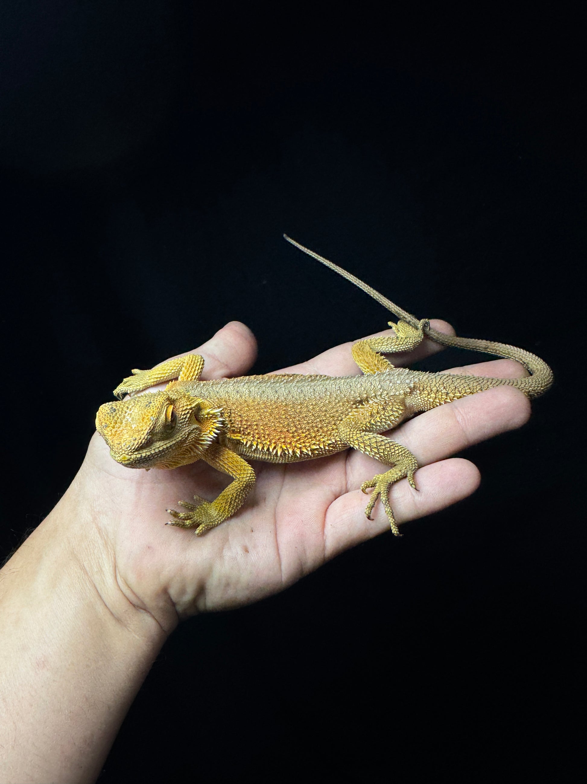 Wiblitz Beardie