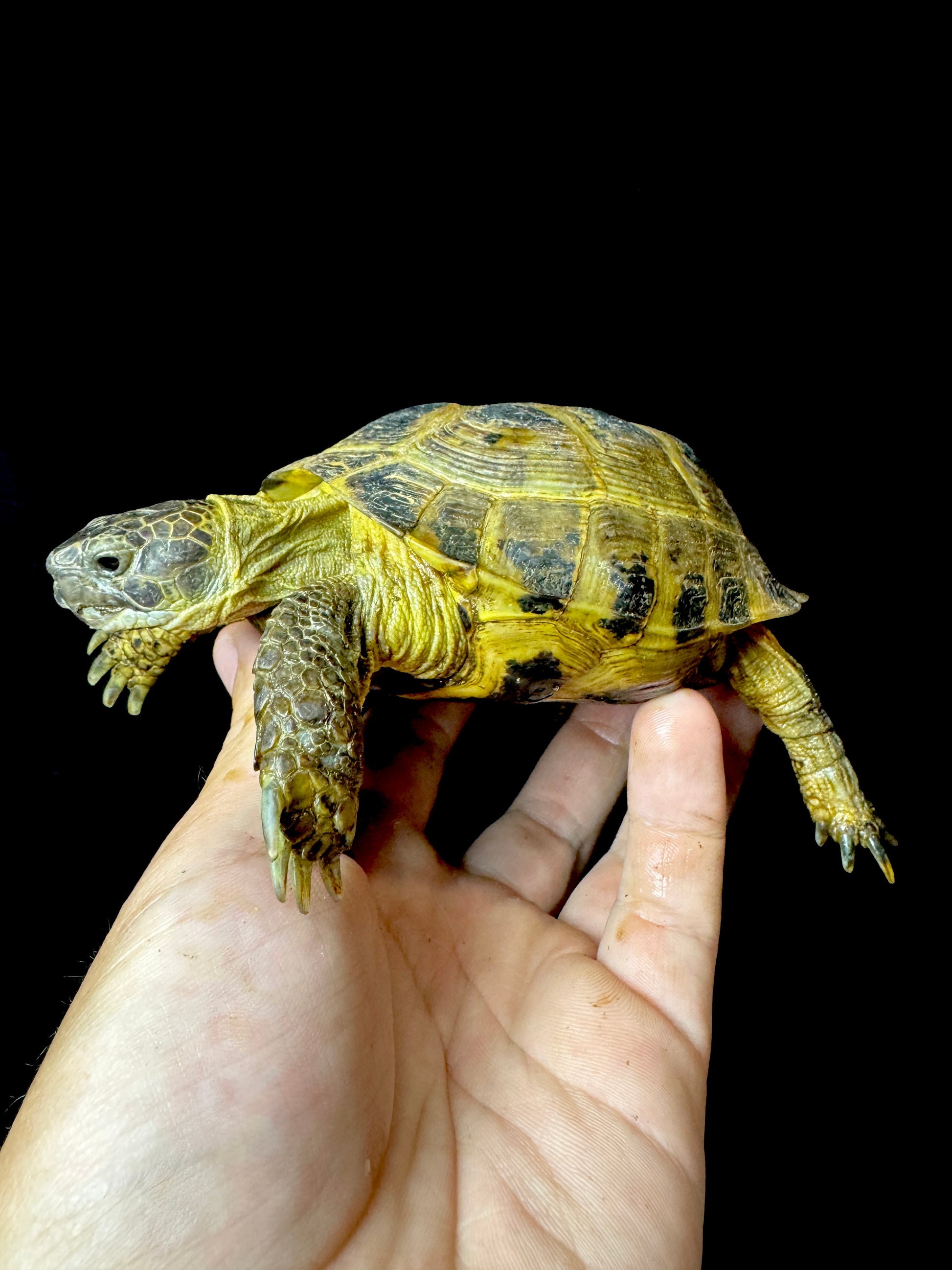 Exact Russian Tortoise Male #1
