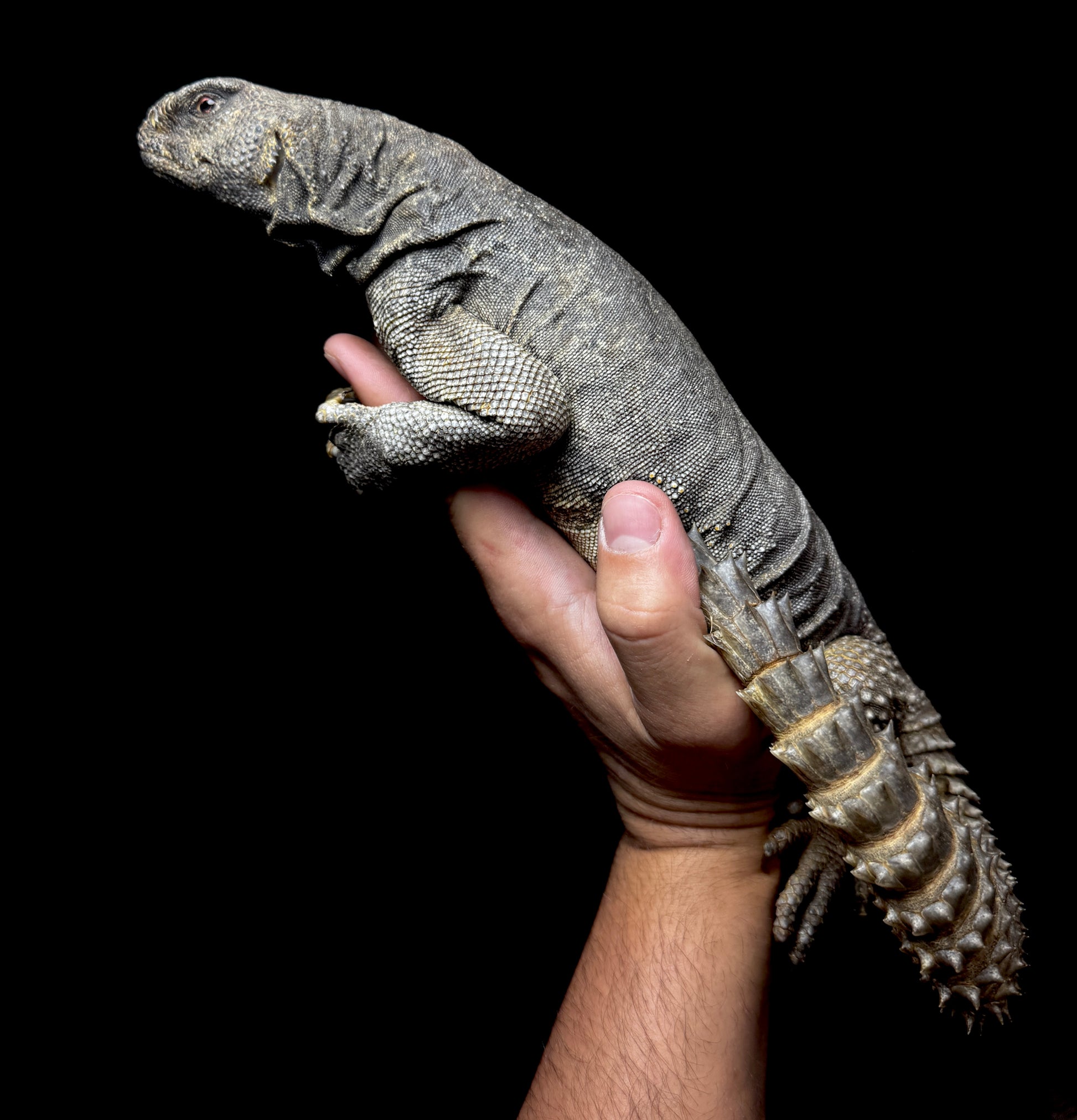 LTC GIANT Egyptian Uromastyx