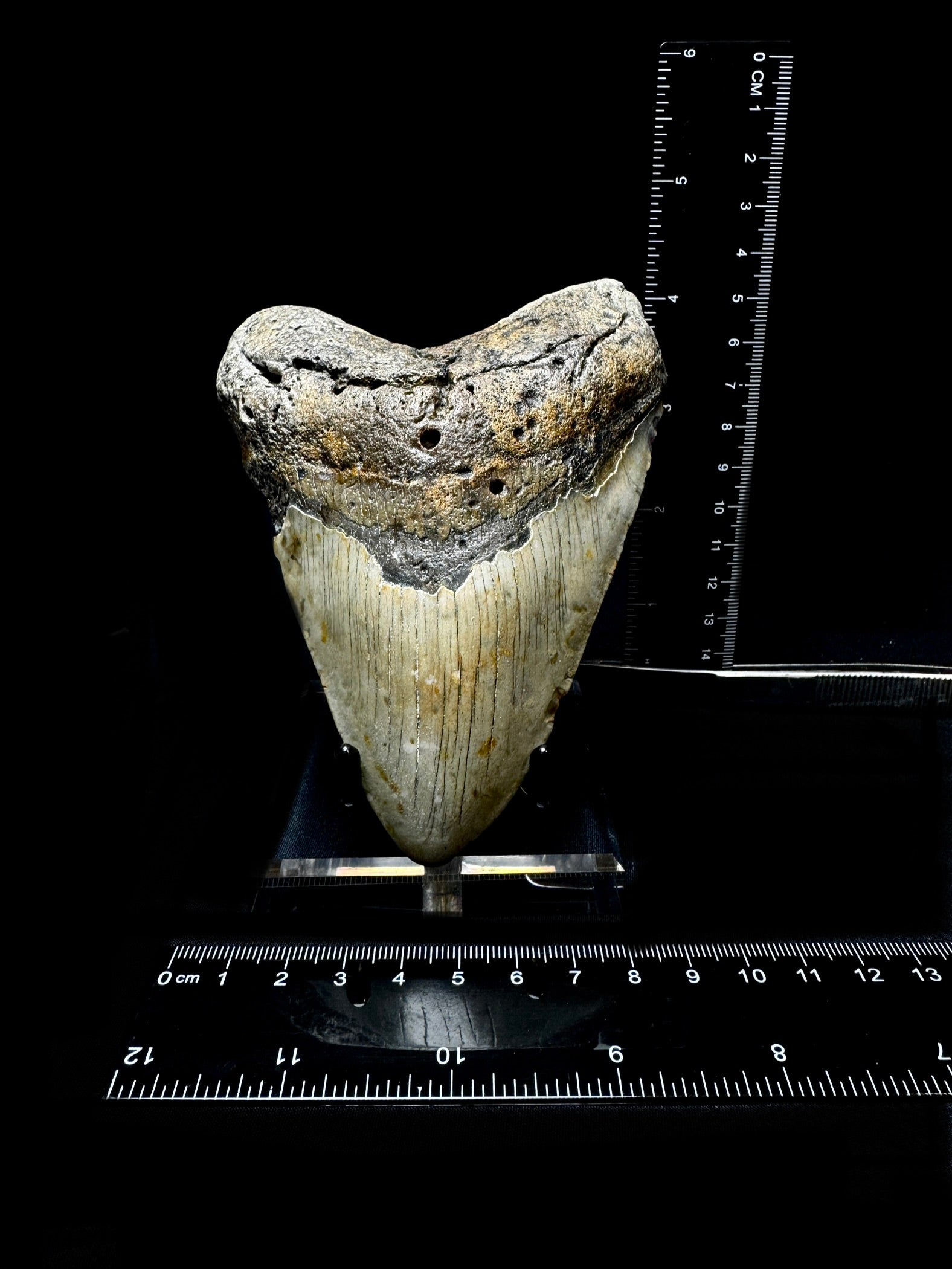 #4 5” Meg Tooth