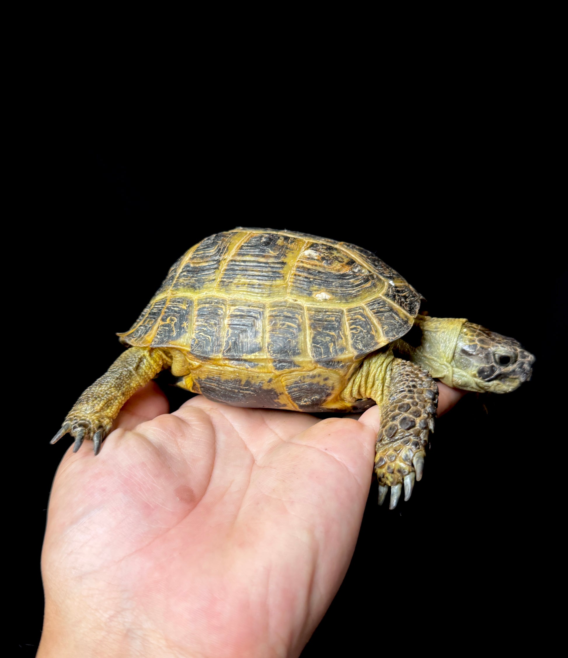 Exact Russian Tortoise Male #3