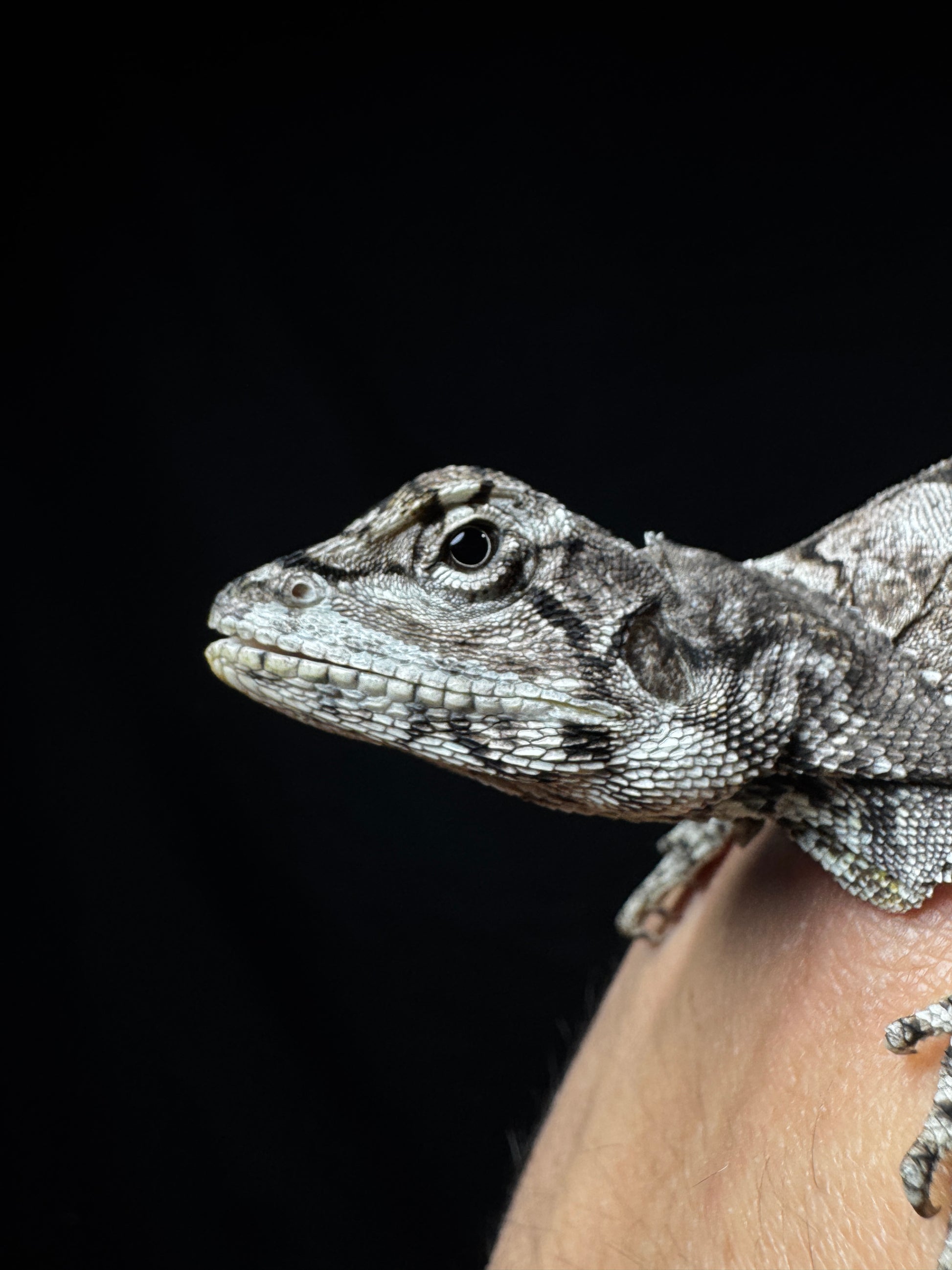 Frilled Dragon!