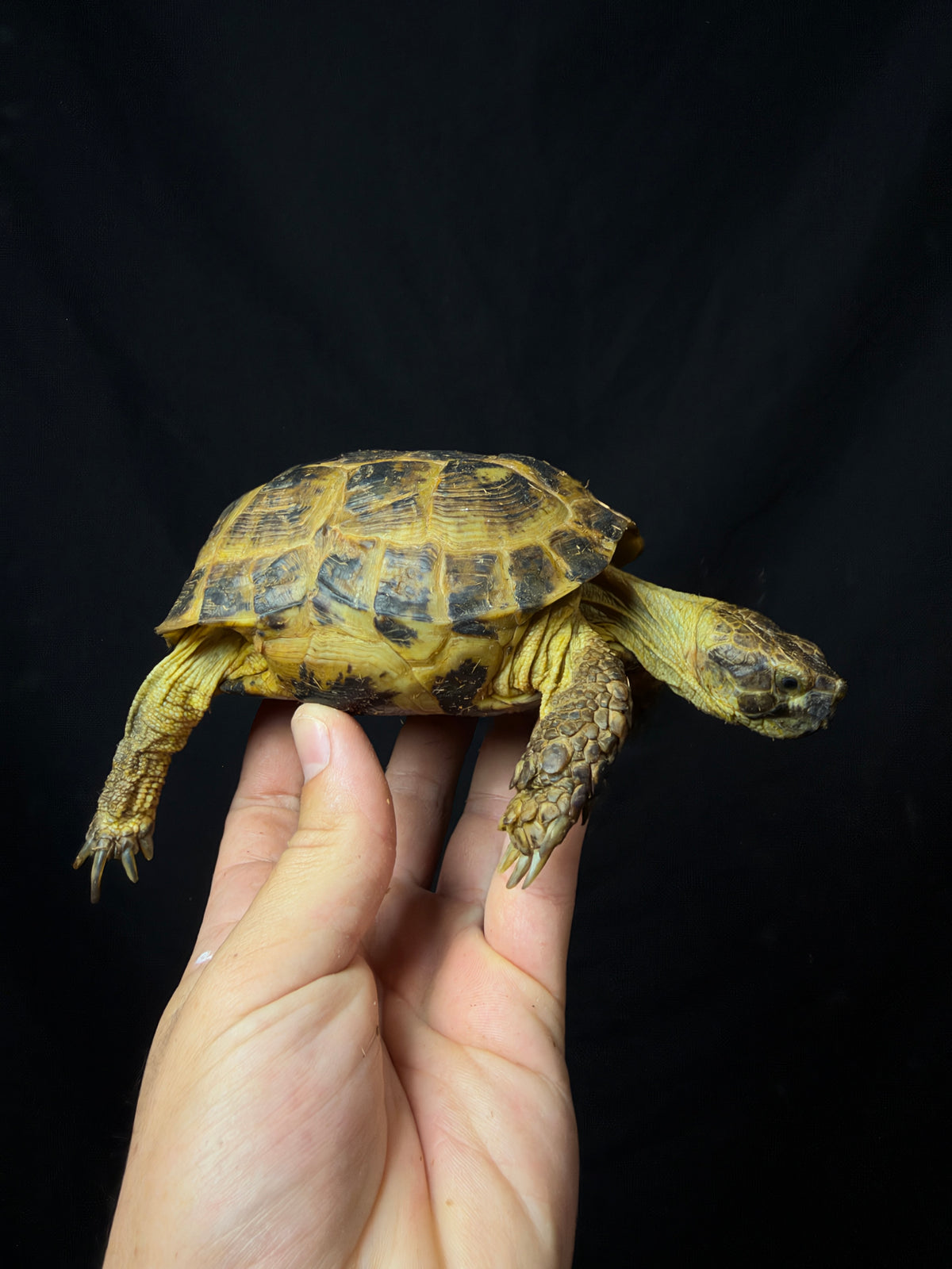 #6 Russian Tortoise Male