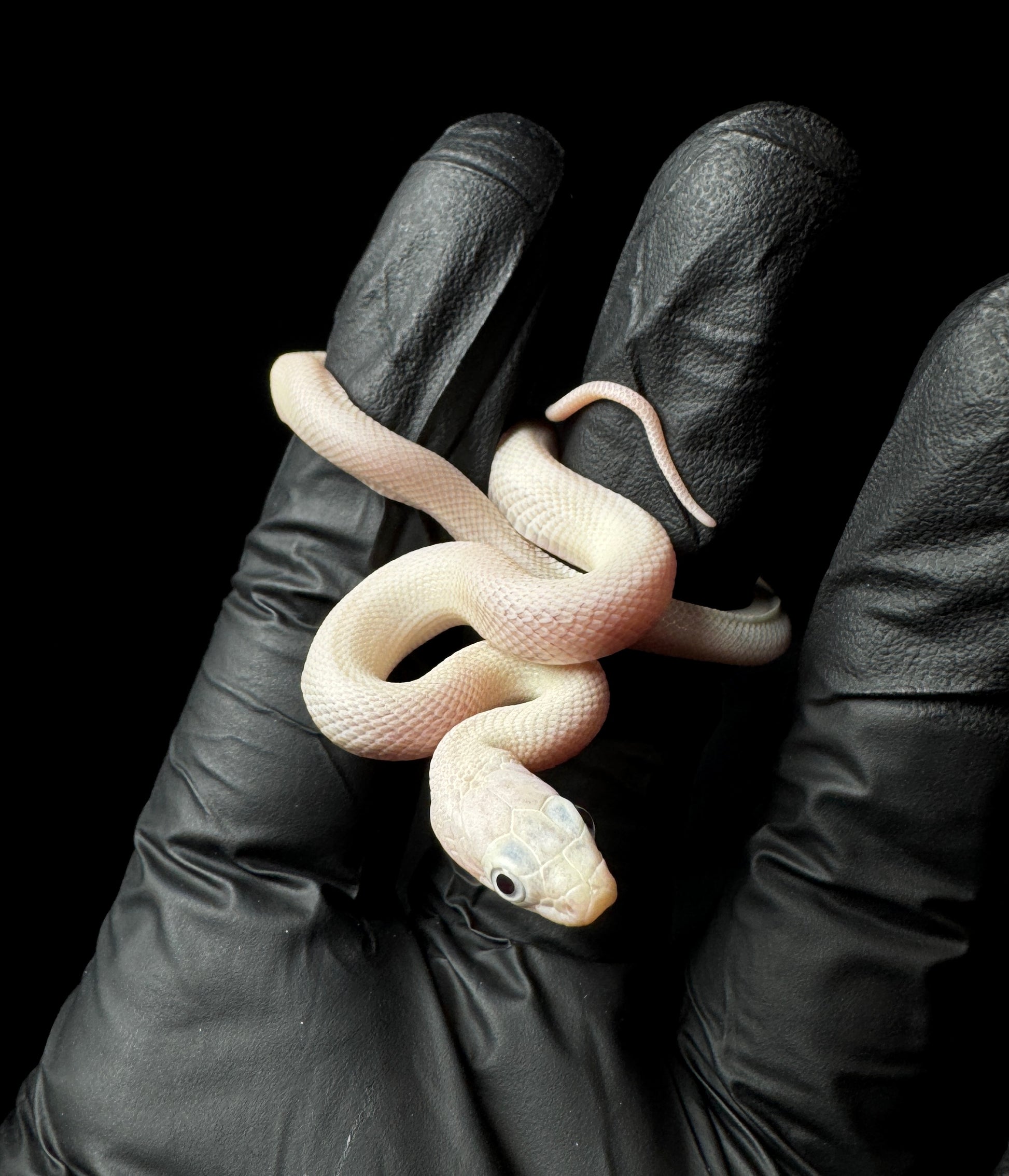 Leucitic Everglades Rat Snake!