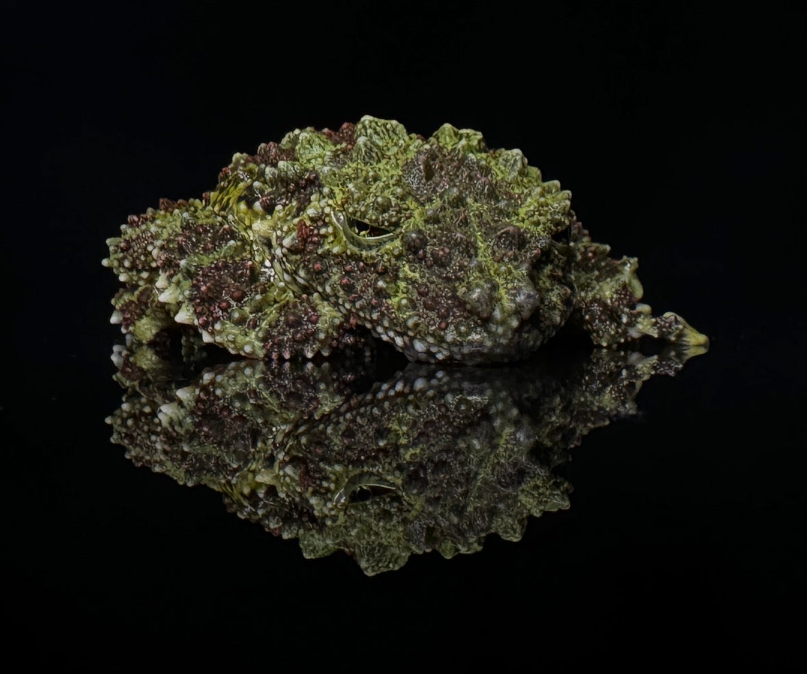 USACB Juvinile Mossy Frog