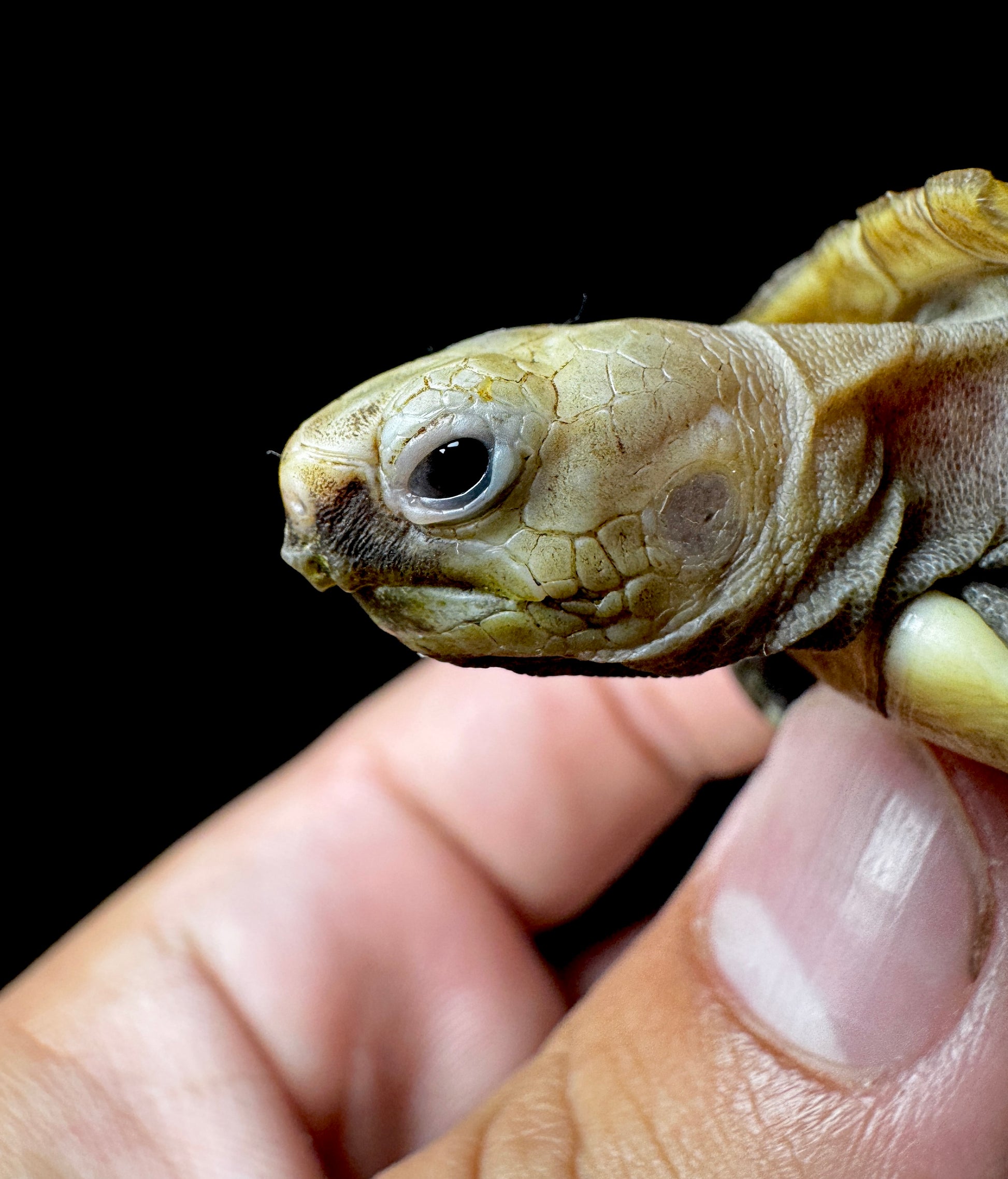 Elongated Tortoise!