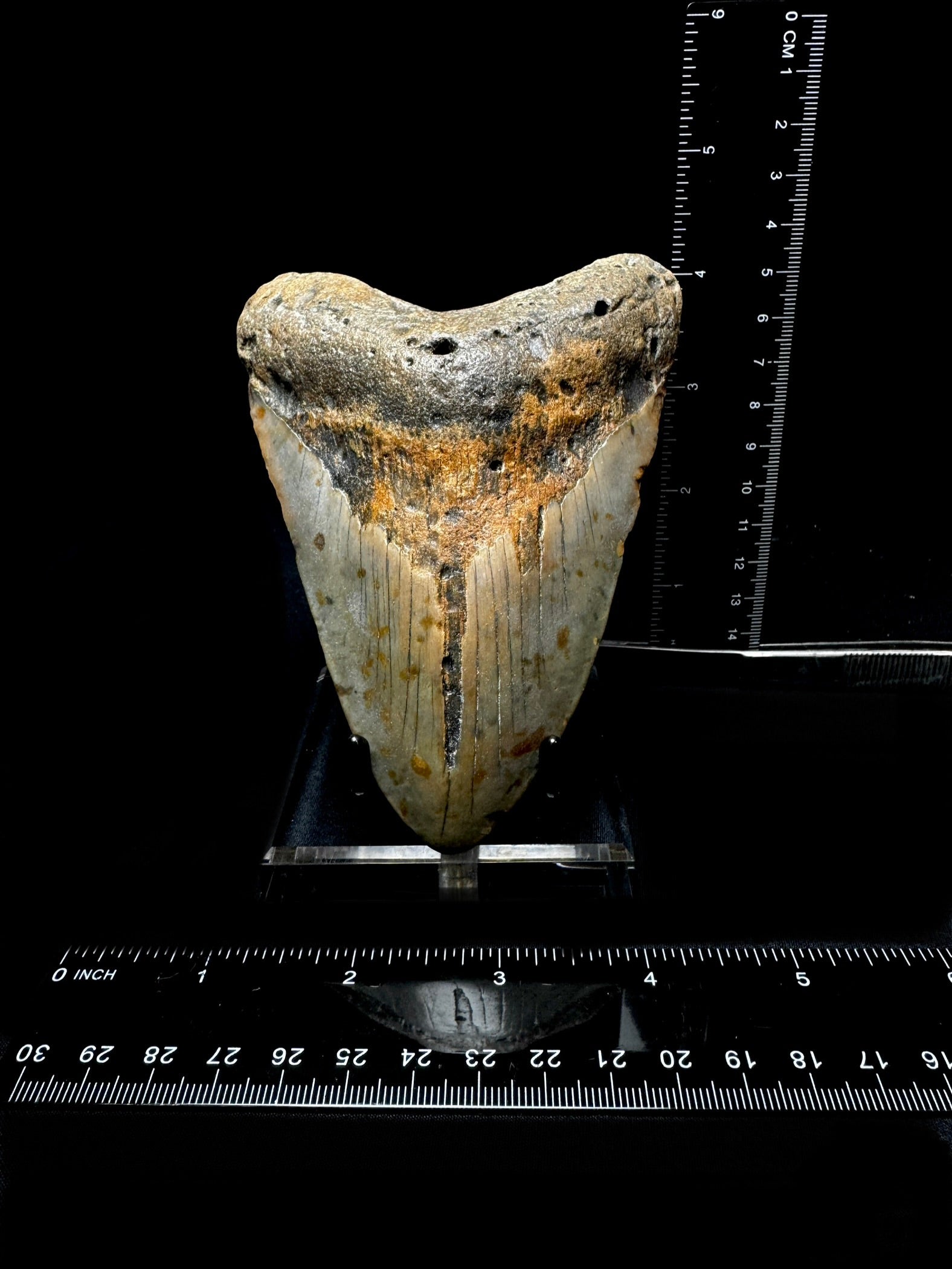 #3 5” Meg Tooth
